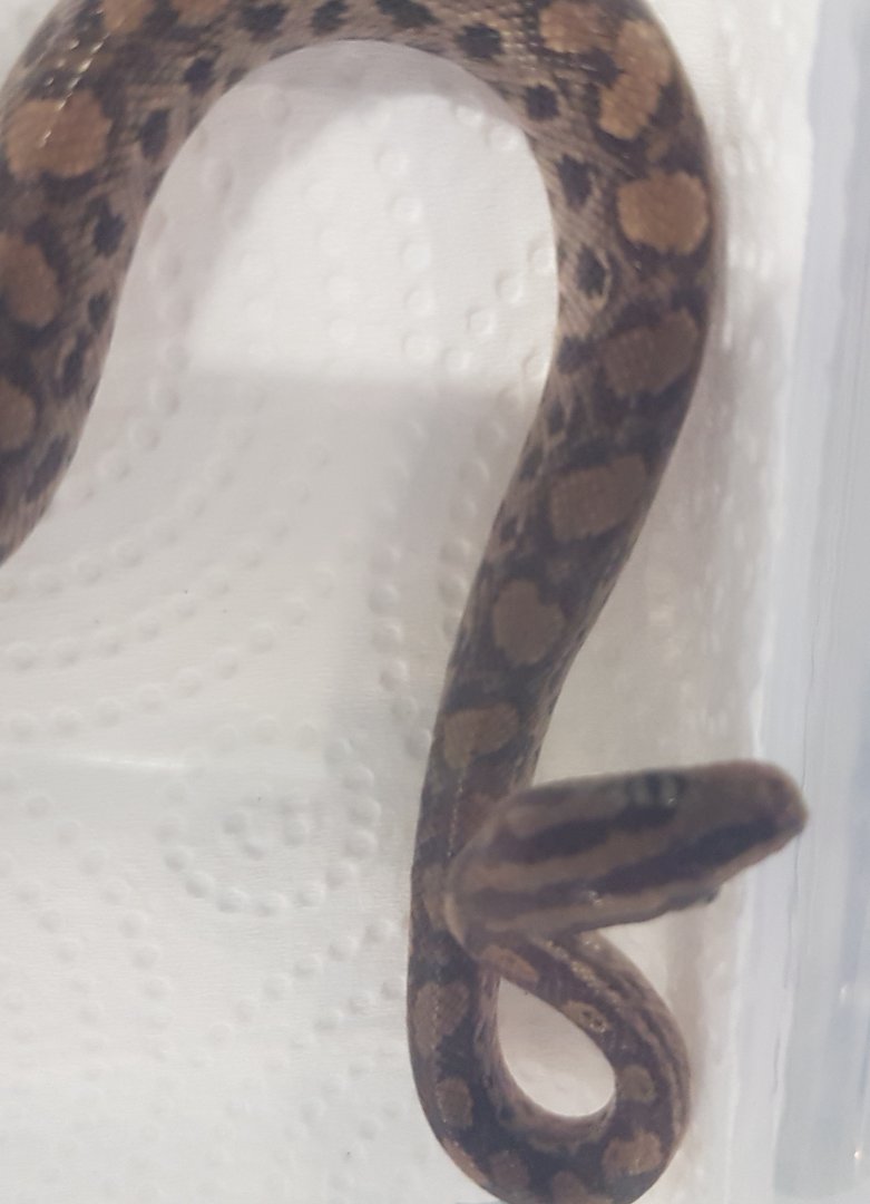 Colombian rainbow boa - Epicrates maurus