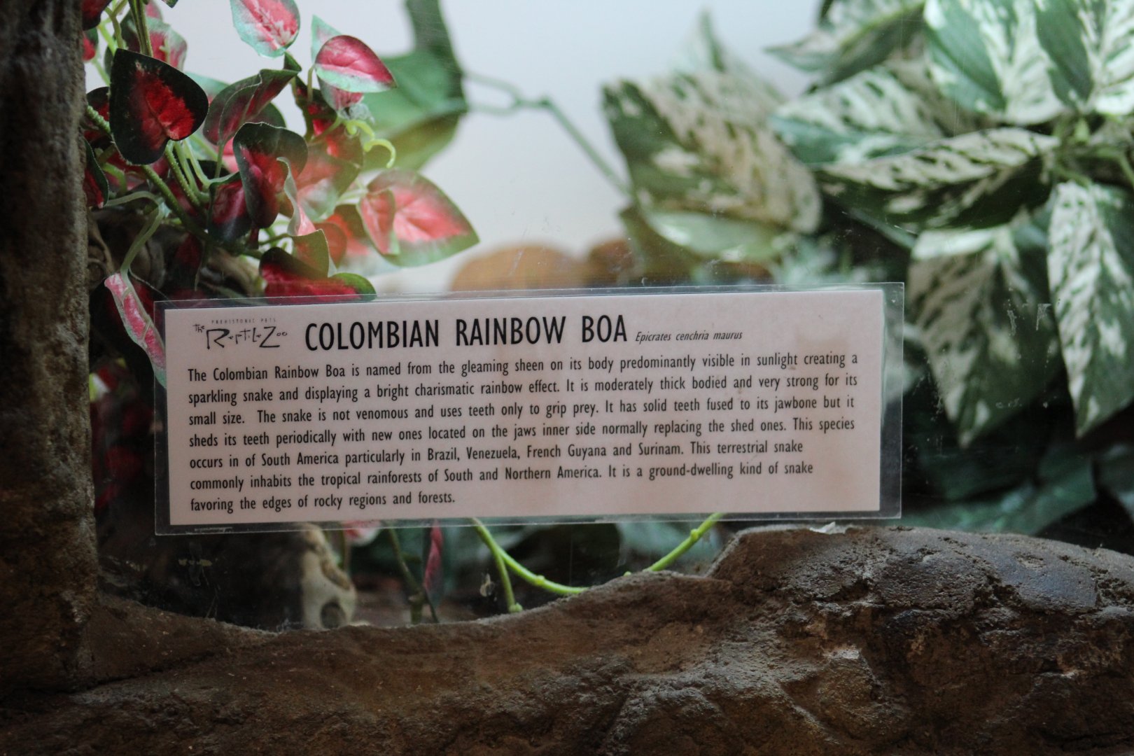 Colombian Rainbow Boa Signage