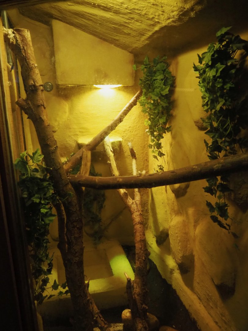 Colombian rainbow boa terrarium, 2020-09-12