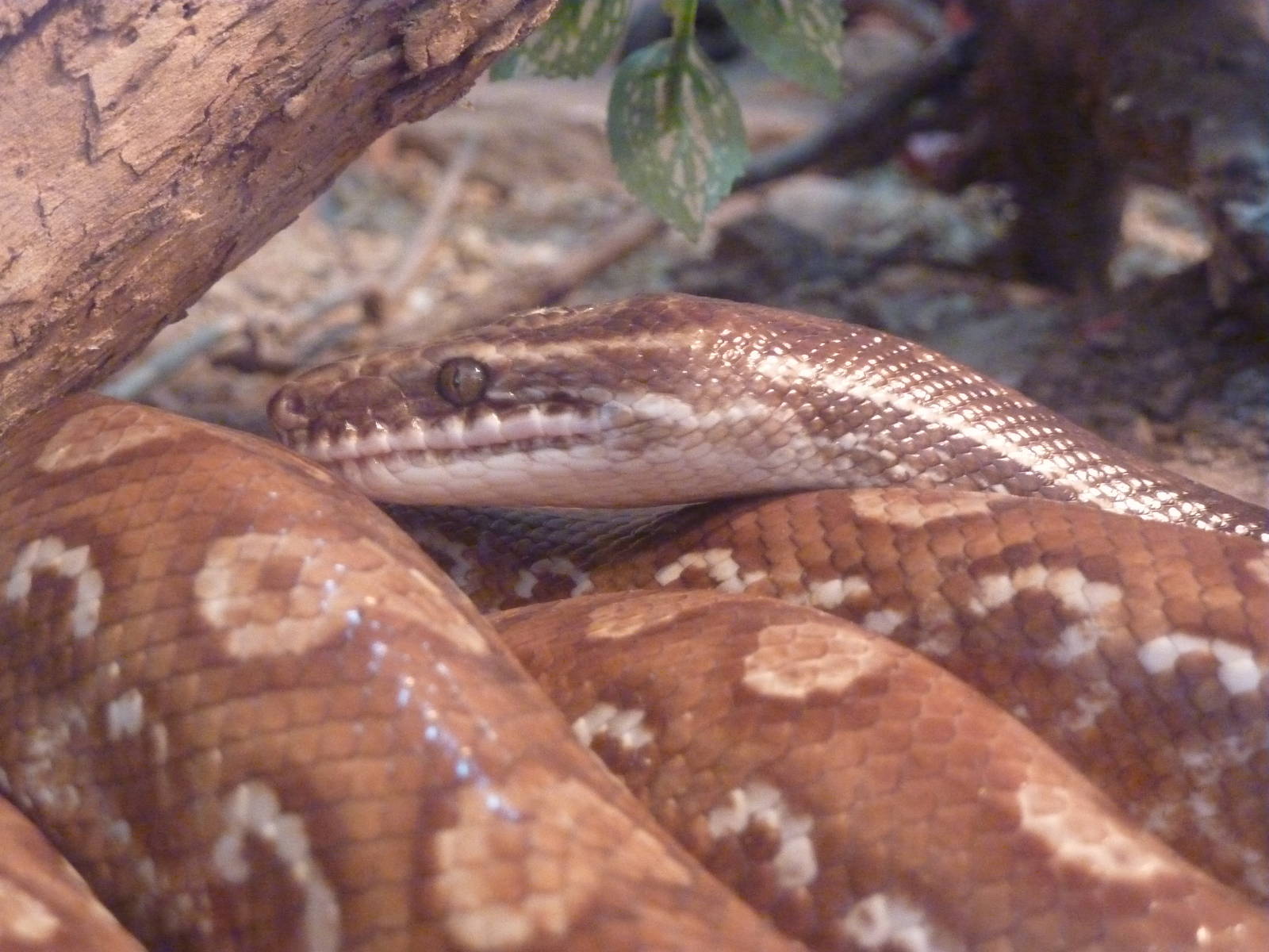 Colombian rainbow boa