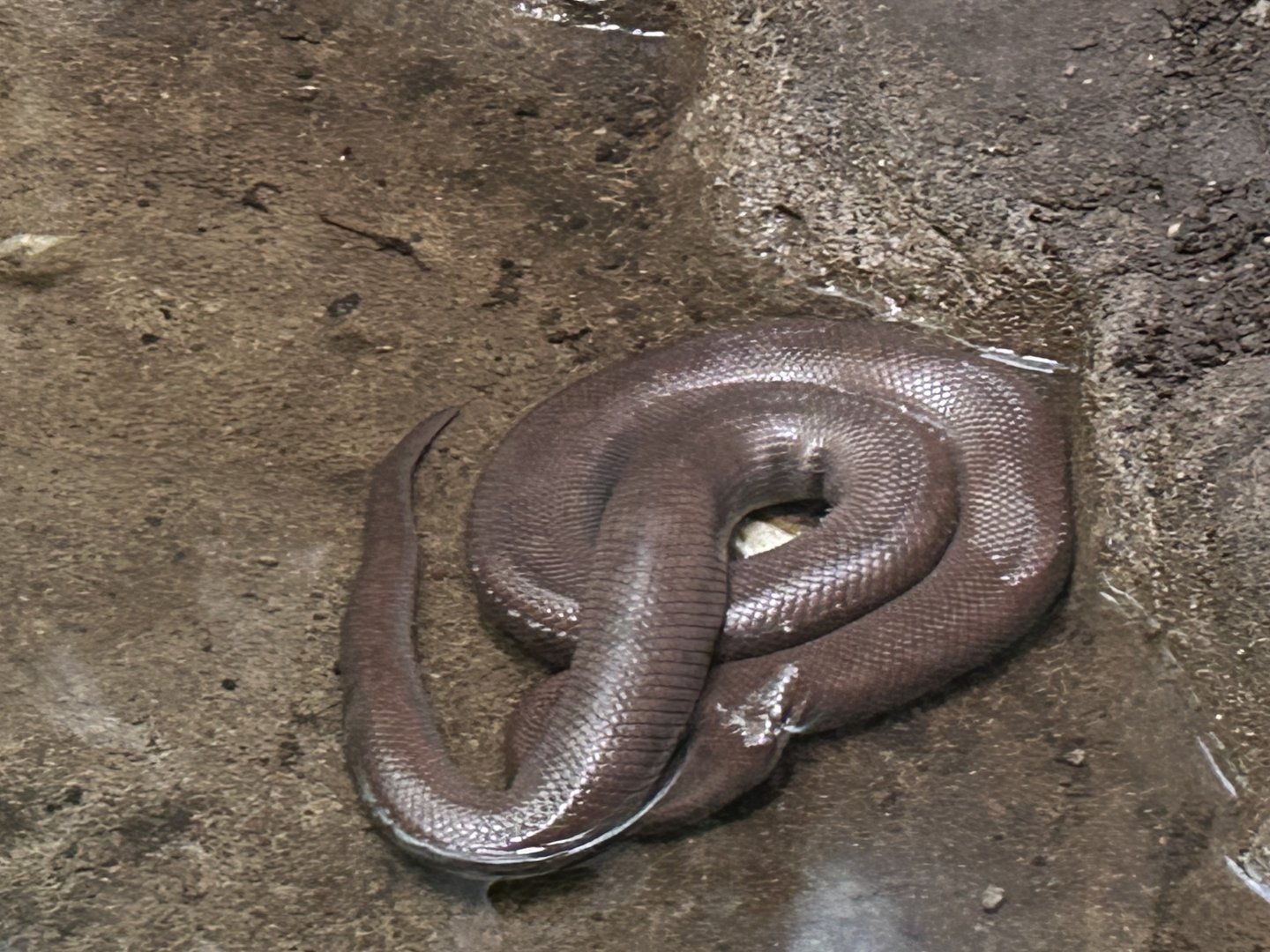Colombian Rainbow Boa