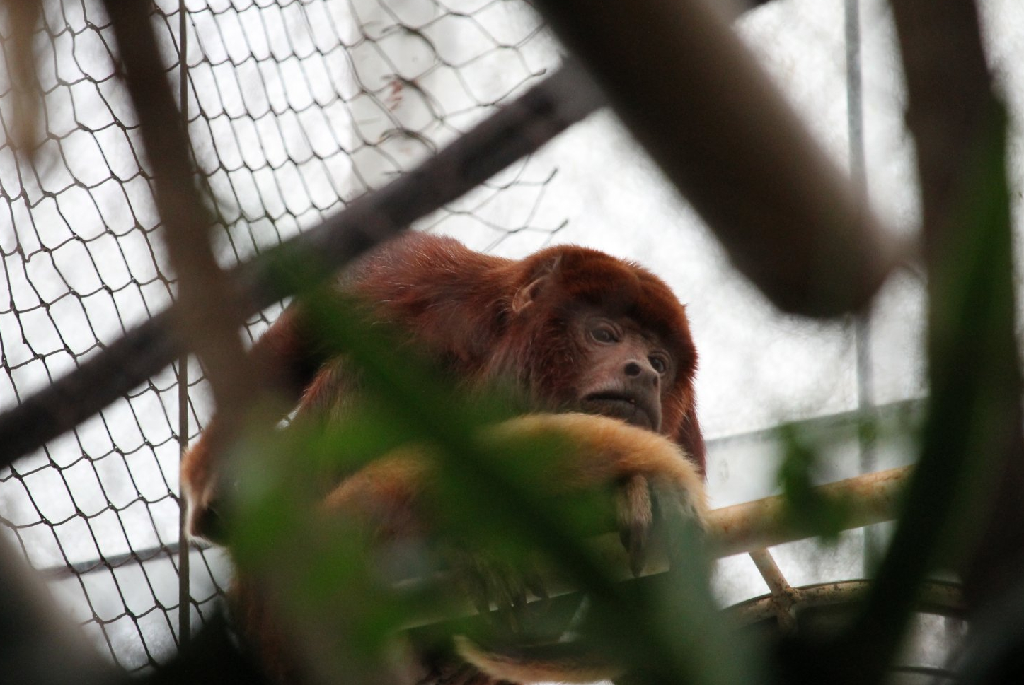 Colombian Red Howler Monkey (Alouatta seniculus)