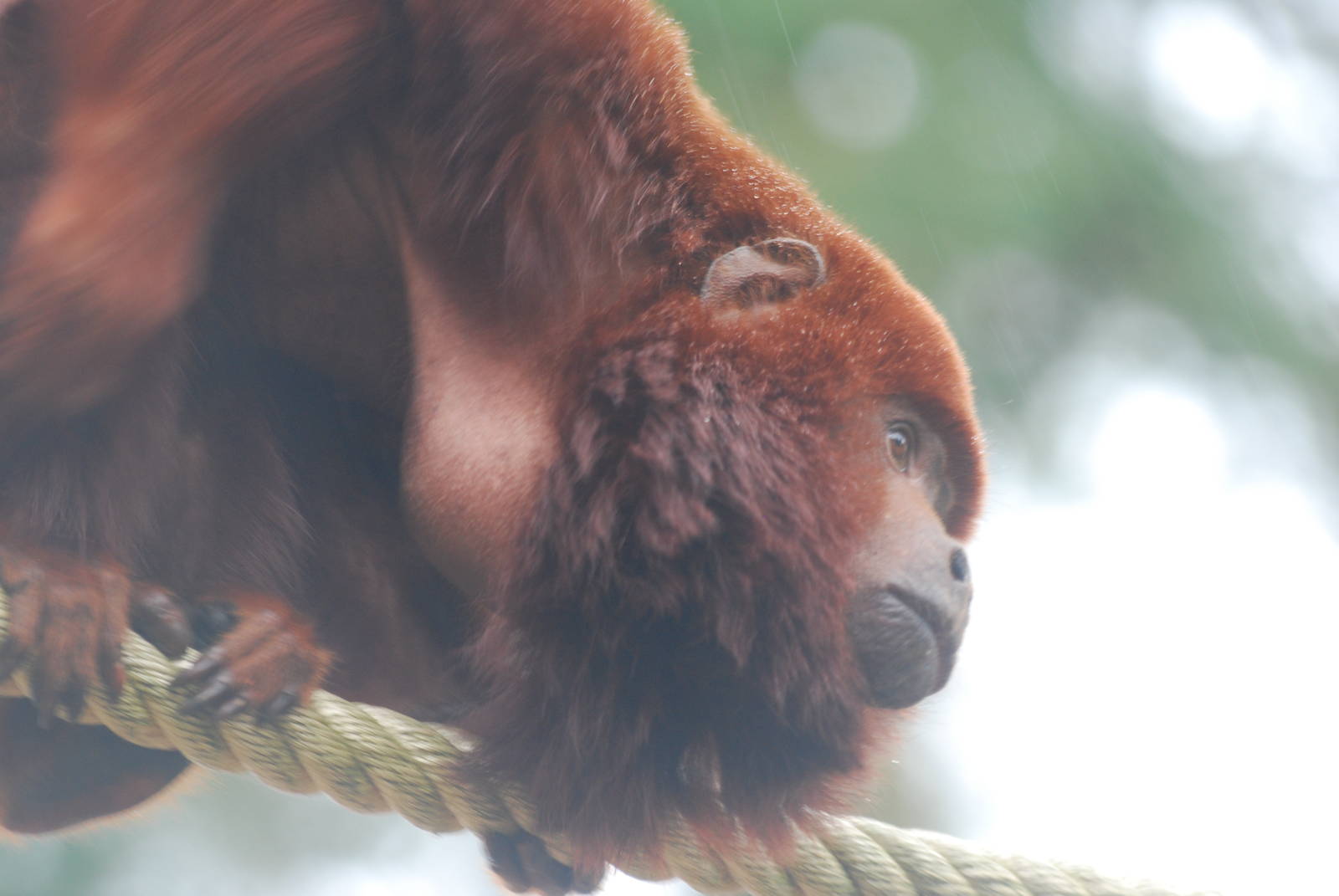 Colombian red howler monkey
