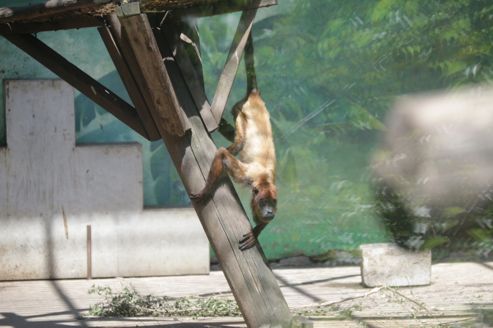 Colombian Red Howler