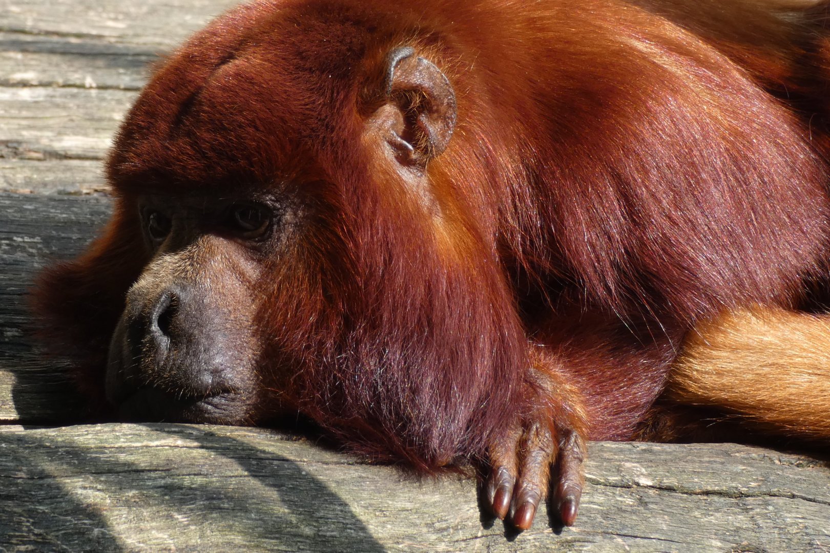 Colombian Red Howler