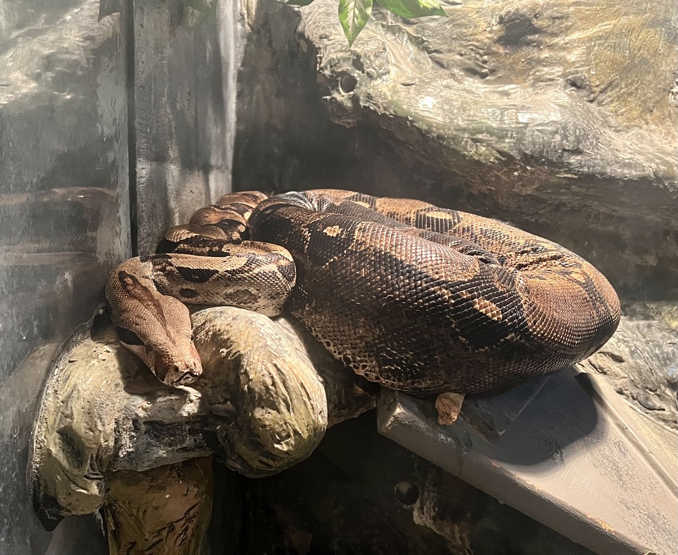 Colombian Red-tailed Boa