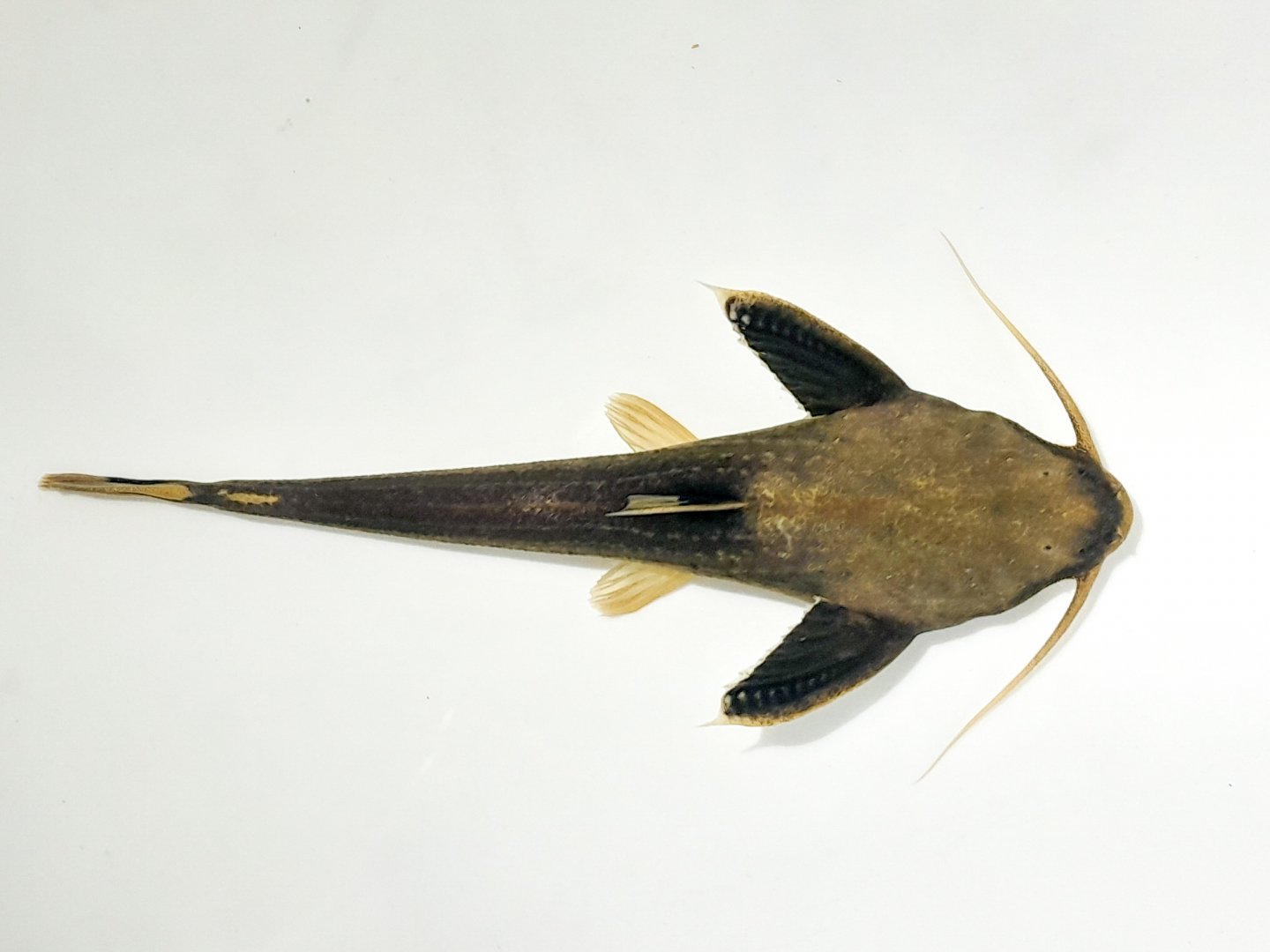 Colombian Shark Banjo Catfish (Xyliphius cf. lepturus 'Colombia')