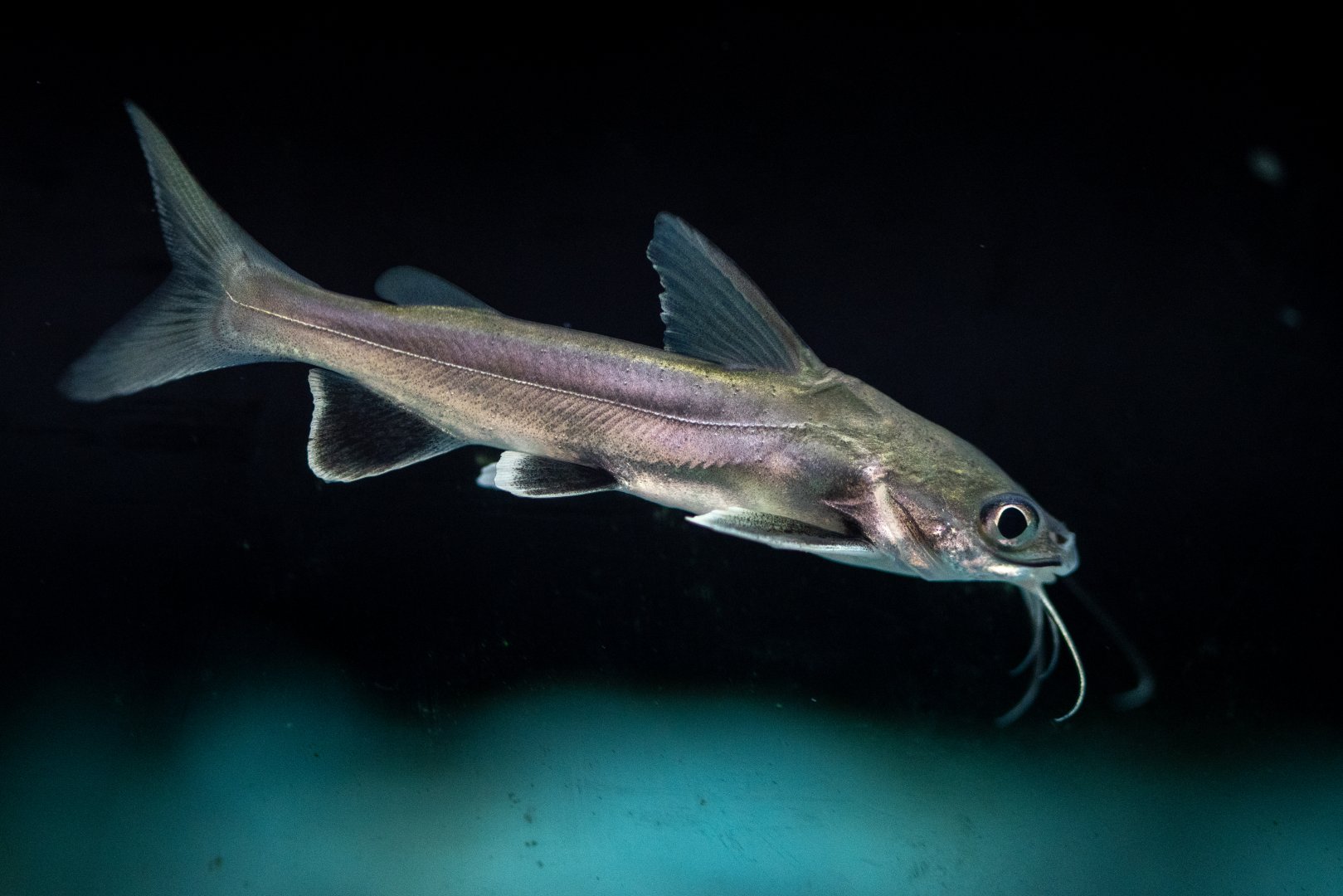 Colombian Shark Catfish
