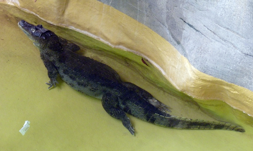 Colombian spectacled caiman (Caiman crocodilus)