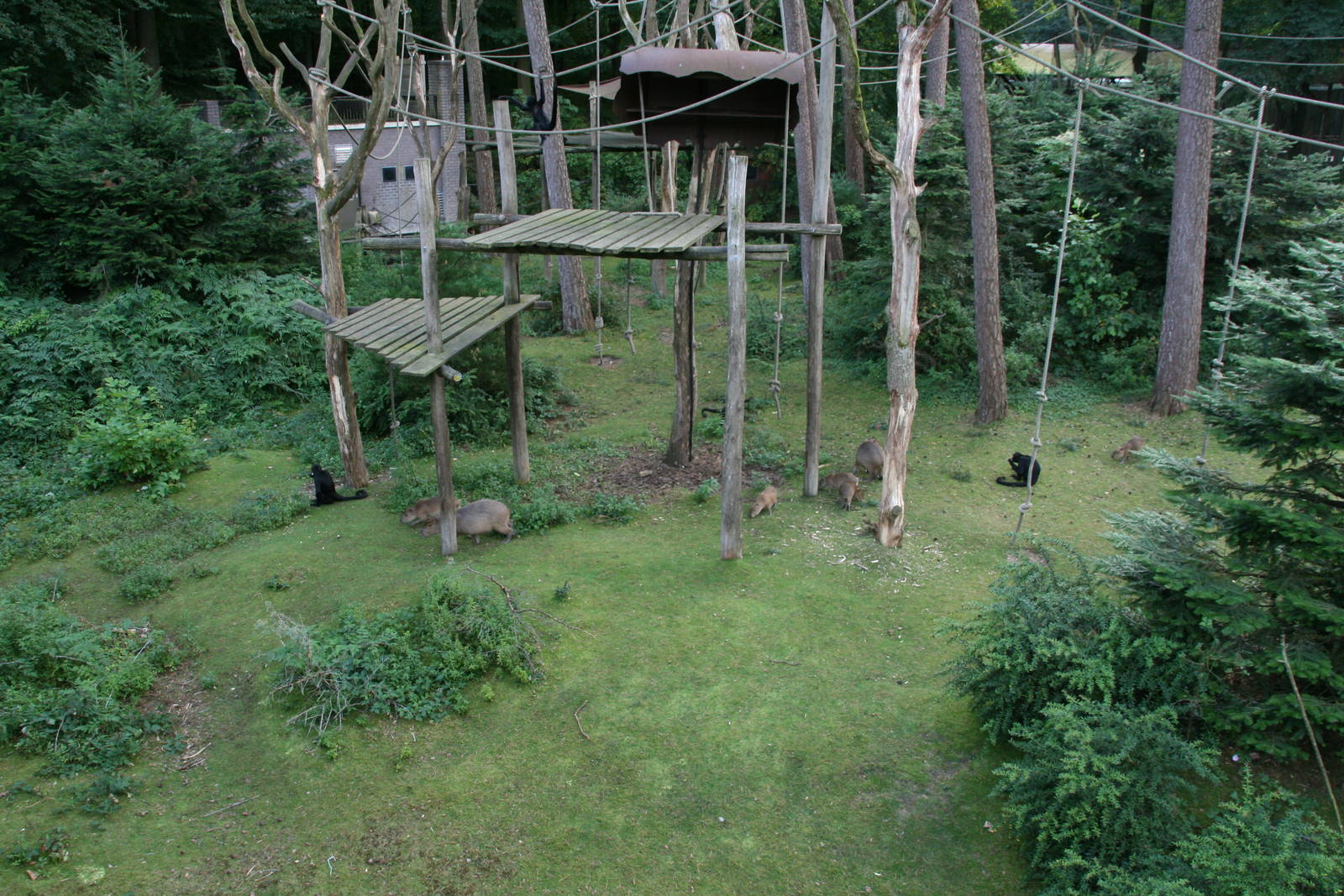 Colombian spider monkey and capybara exhibit