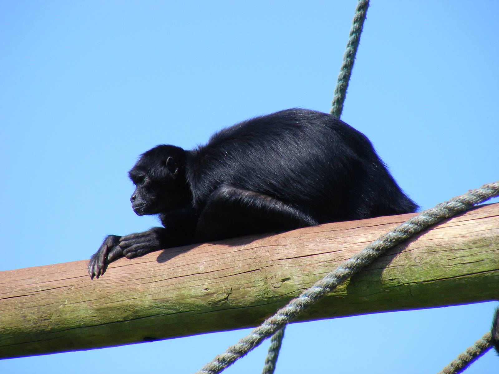 Colombian spider monkey at South Lakes Wild Animal Park, 23 May 2010
