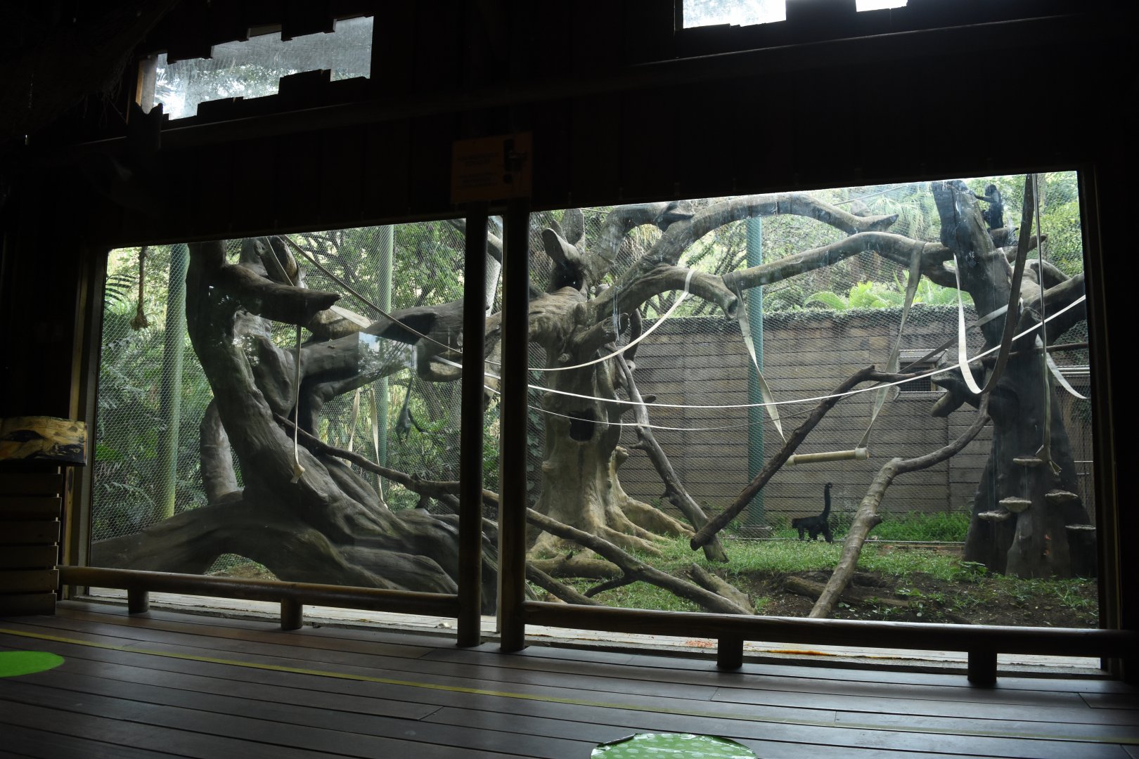 Colombian spider monkey (Ateles fusciceps) exhibit