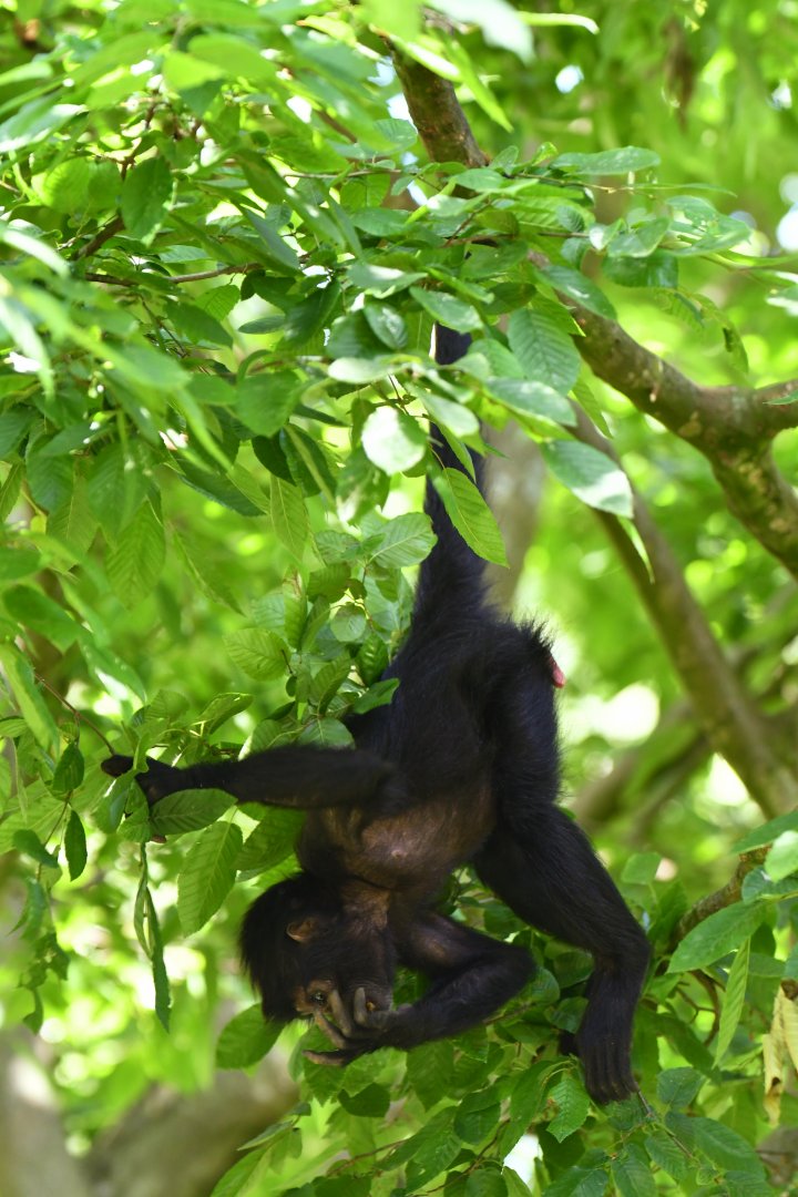 Colombian spider monkey (Ateles fusciceps robustus)