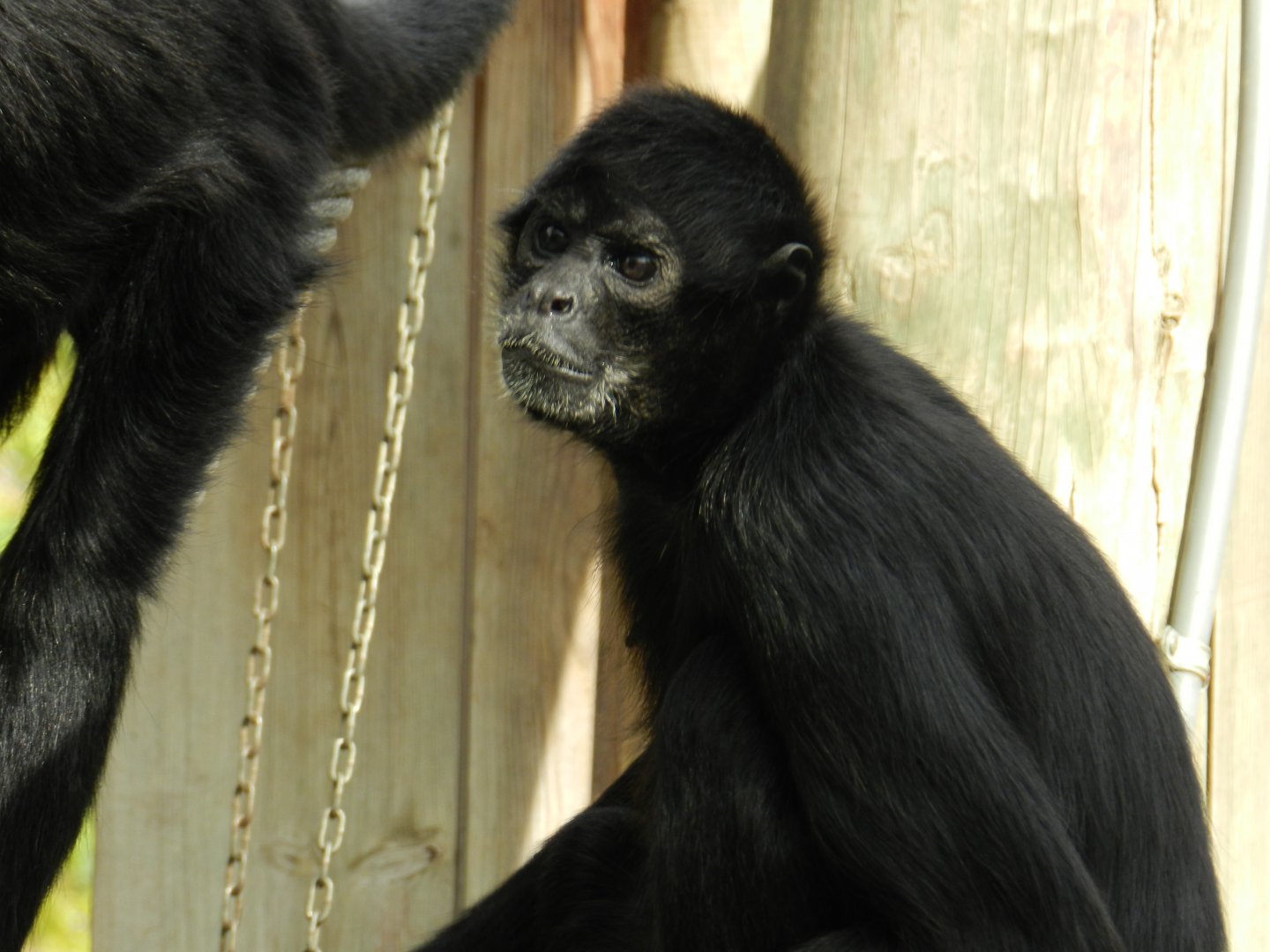 Colombian Spider Monkey (Ateles fusciceps rufiventris) at Jardim Zoológico de Lisboa, Portugal*