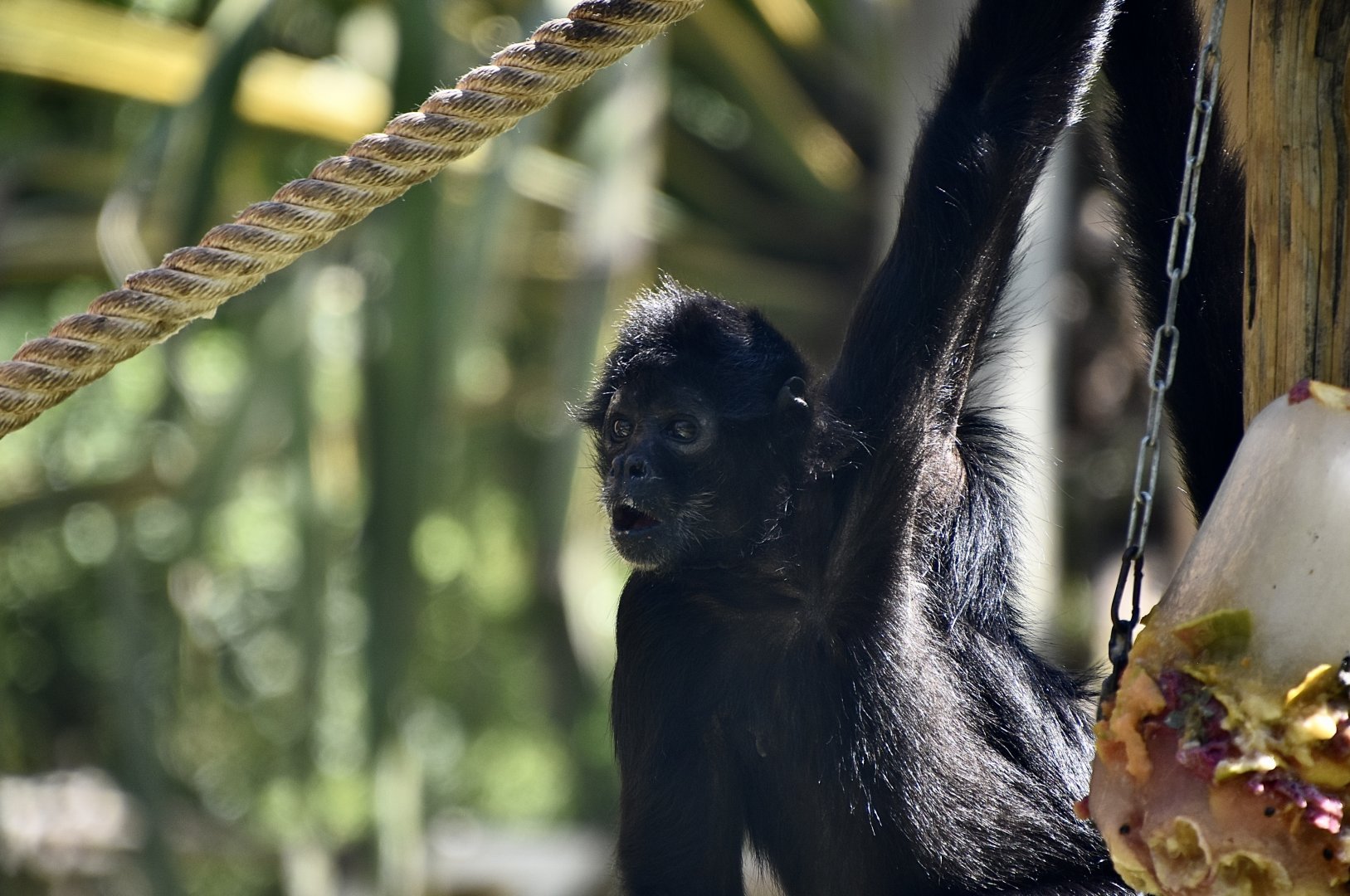 Colombian Spider Monkey (Ateles fusciceps rufiventris) with frozen treats