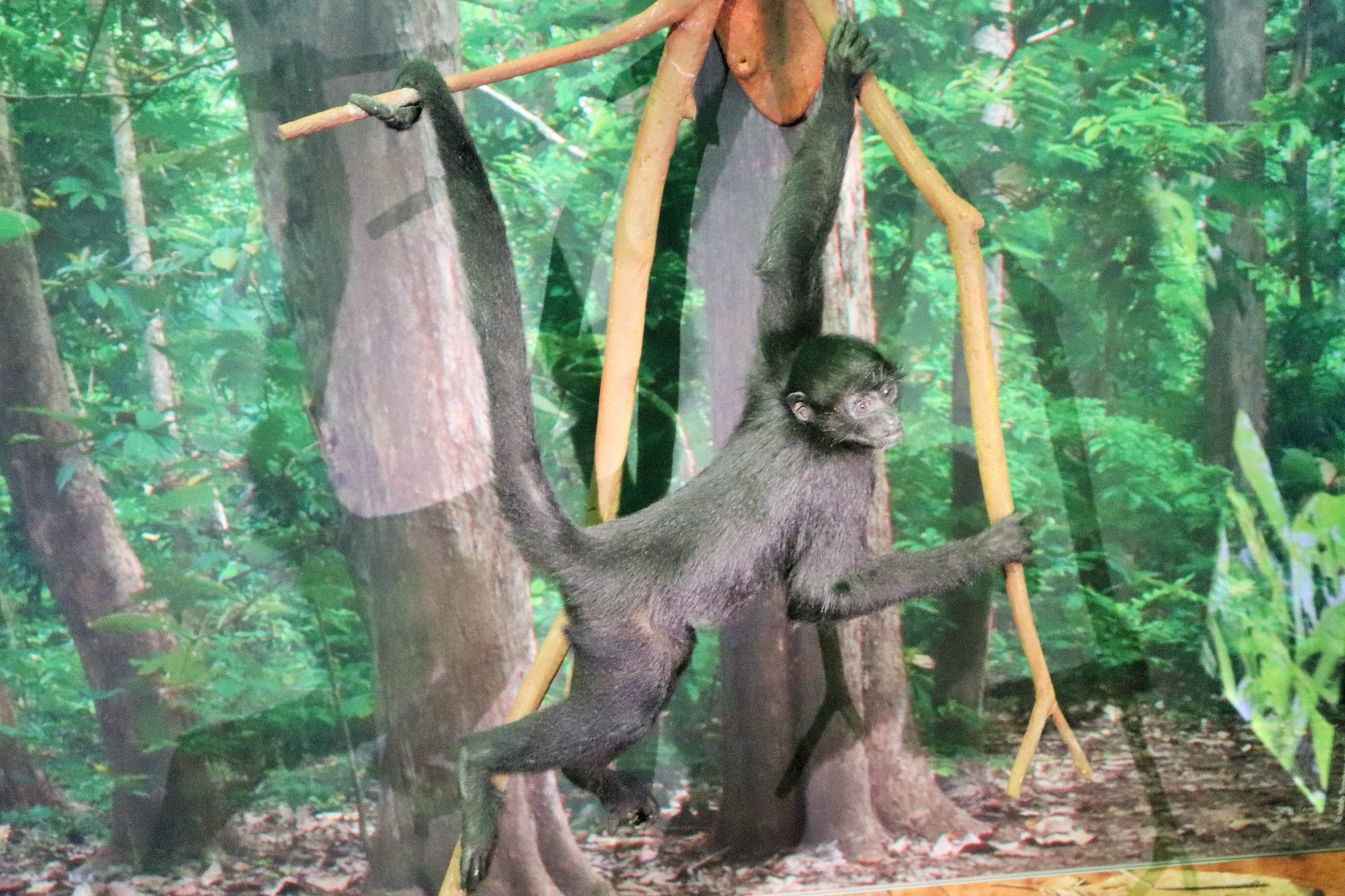 Colombian Spider Monkey (Ateles fusciceps rufiventris)