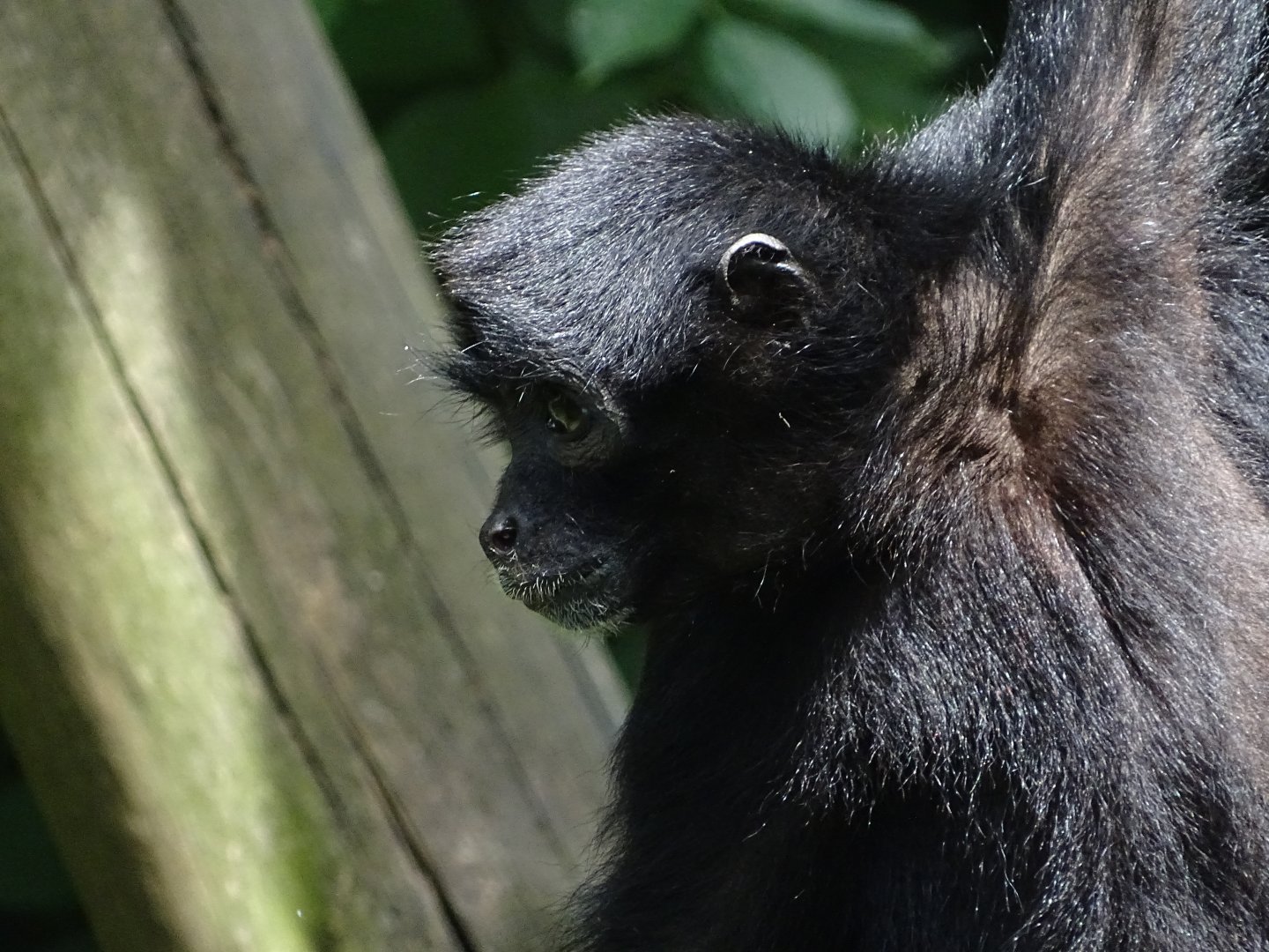 Colombian spider monkey (Ateles fusciceps rufiventris)
