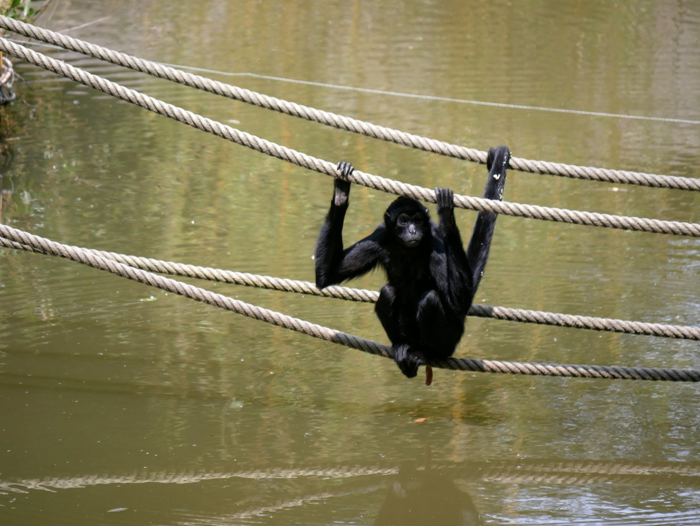 Colombian spider monkey (Ateles fusciceps rufiventris)