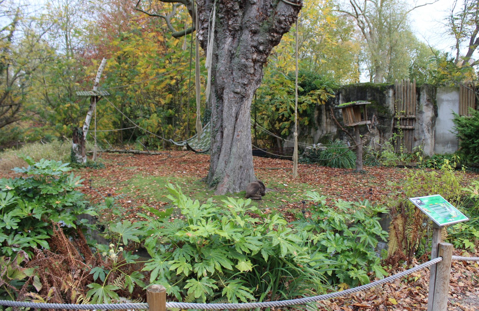 Colombian spider monkey enclosure