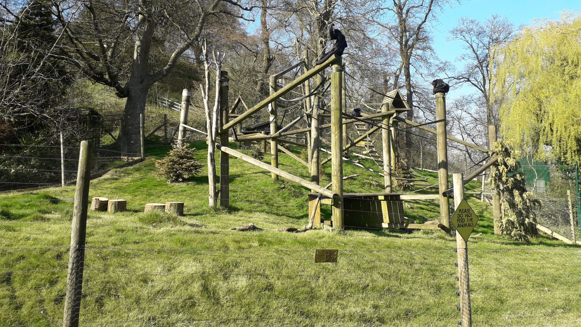 Colombian Spider Monkey Enclosure