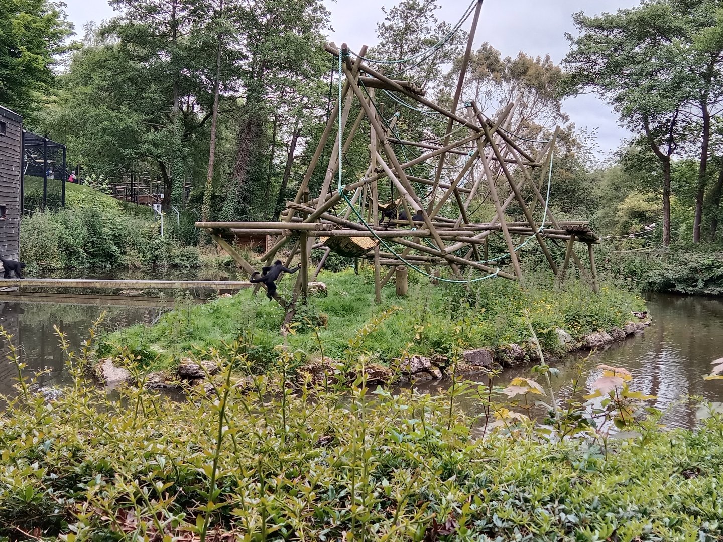 Colombian spider monkey enclosure