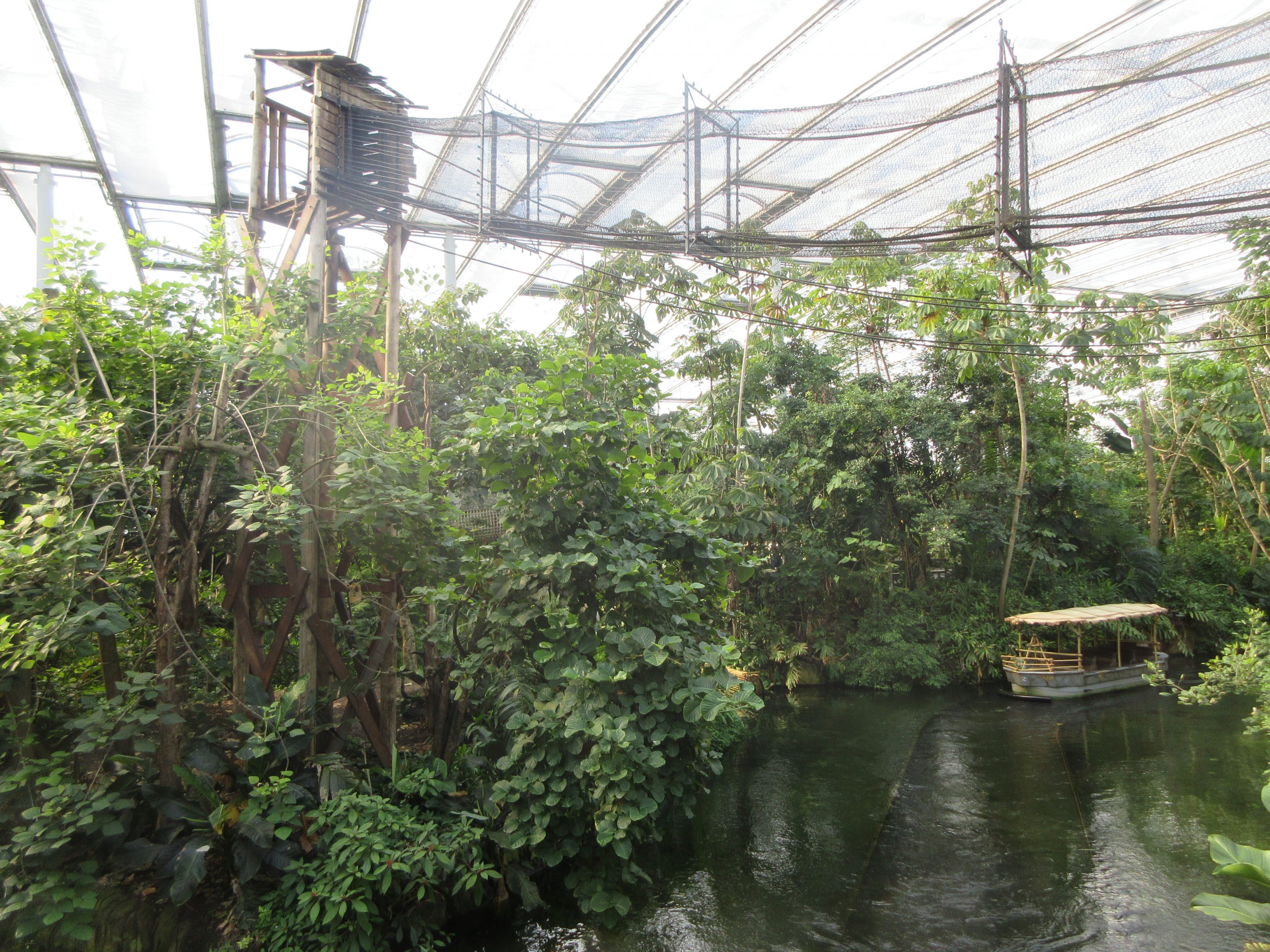 Colombian Spider Monkey Exhibit