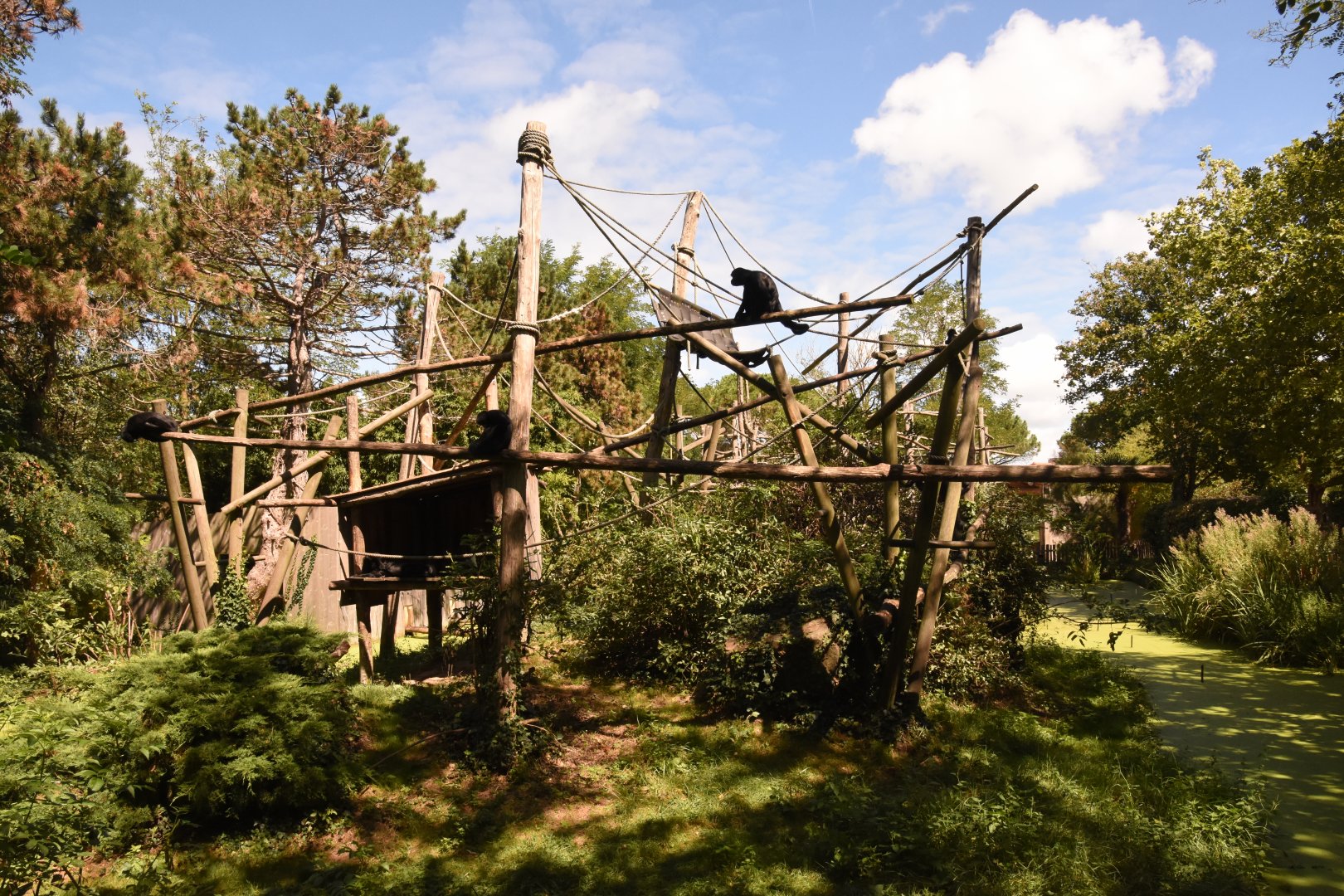 Colombian Spider Monkey island 1