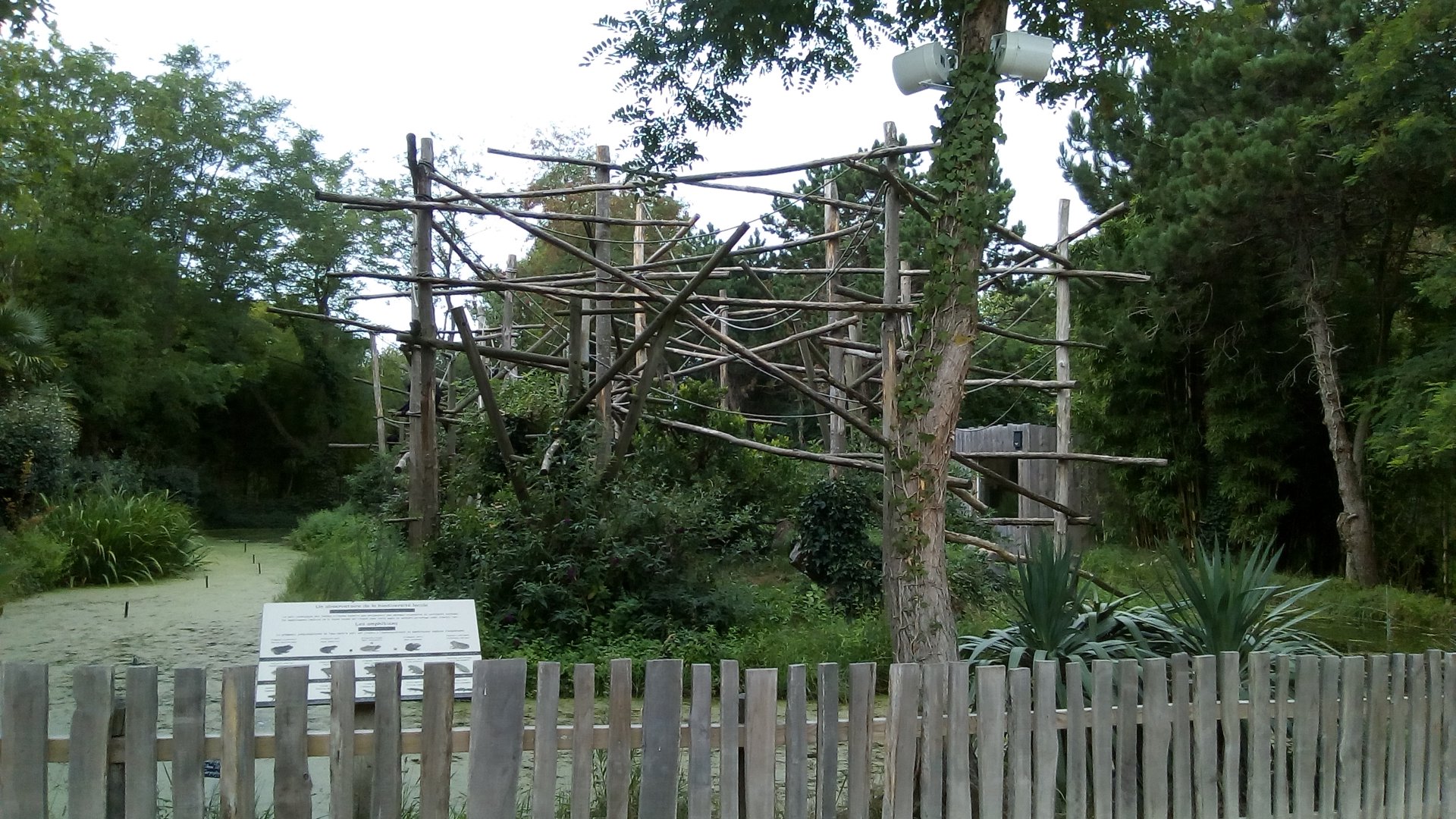 Colombian Spider Monkey Island