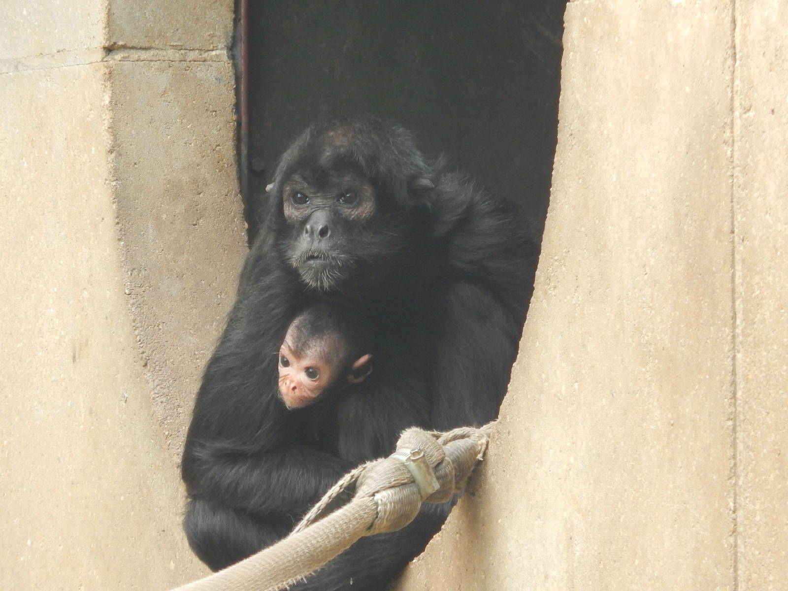 Colombian Spider Monkey with baby