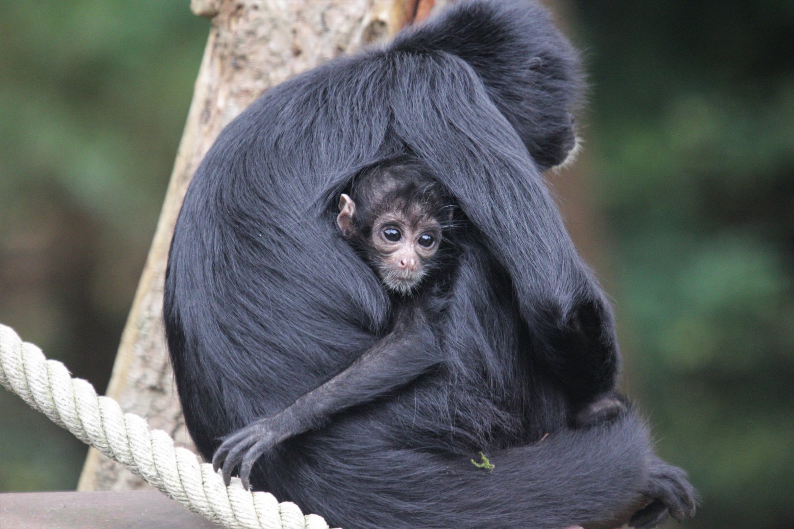 Colombian spider monkey with young