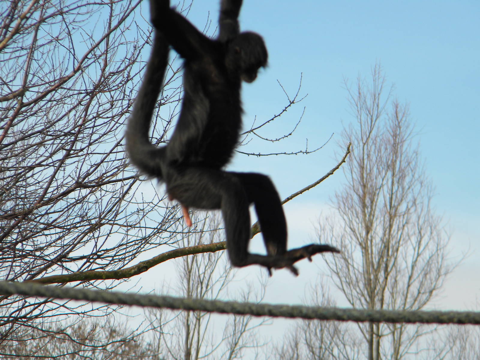 Colombian Spider Monkey.