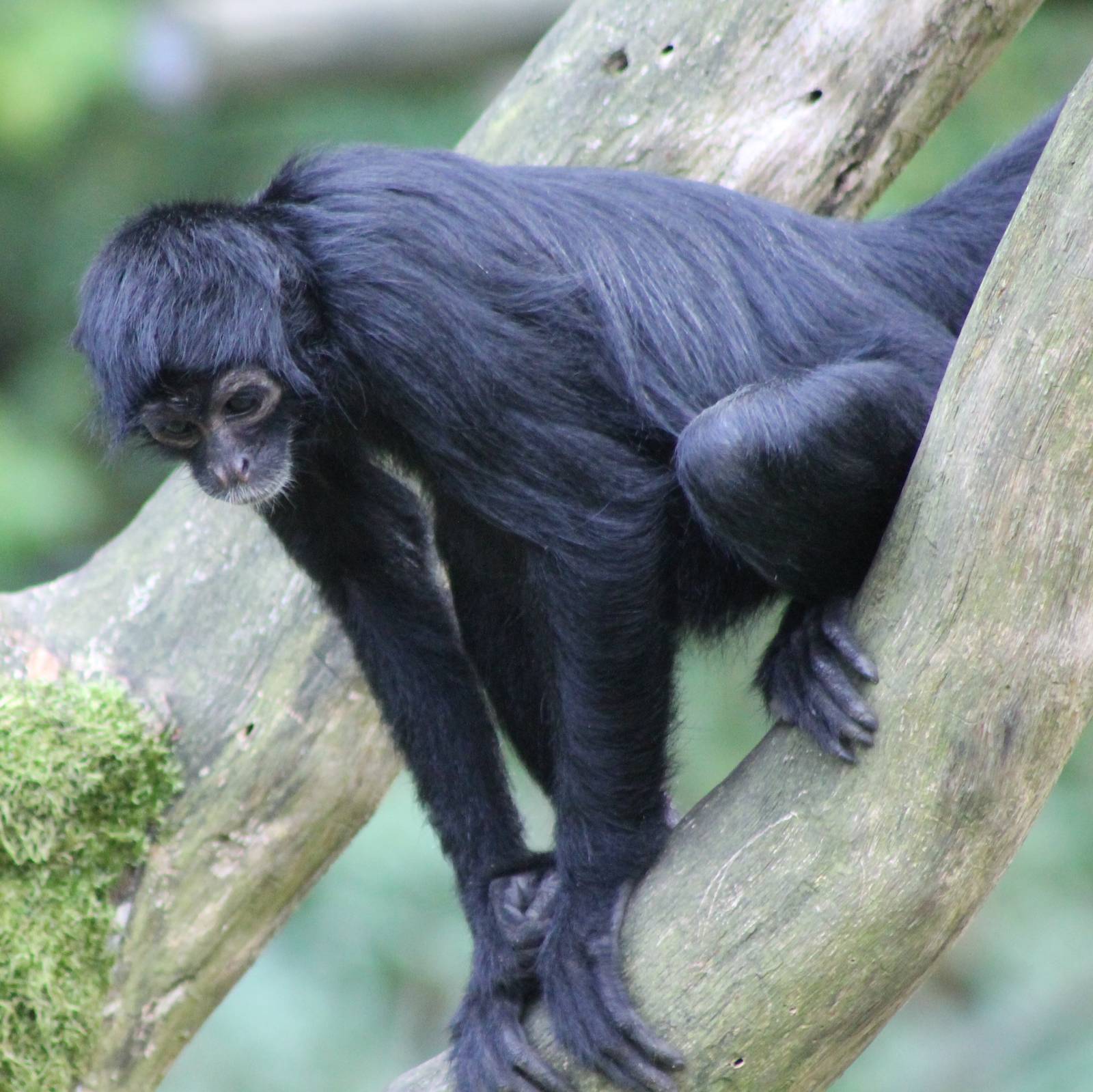 Colombian spider monkey