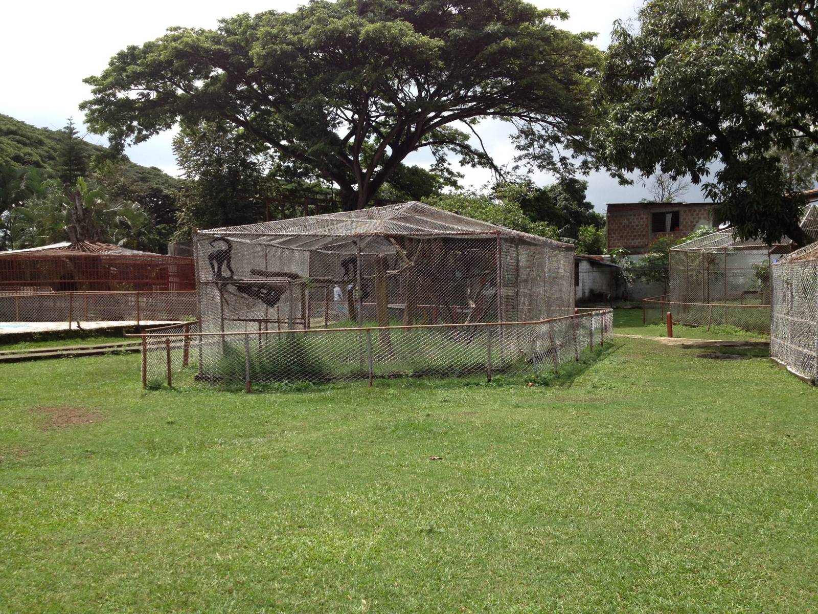 Colombian spider monkey