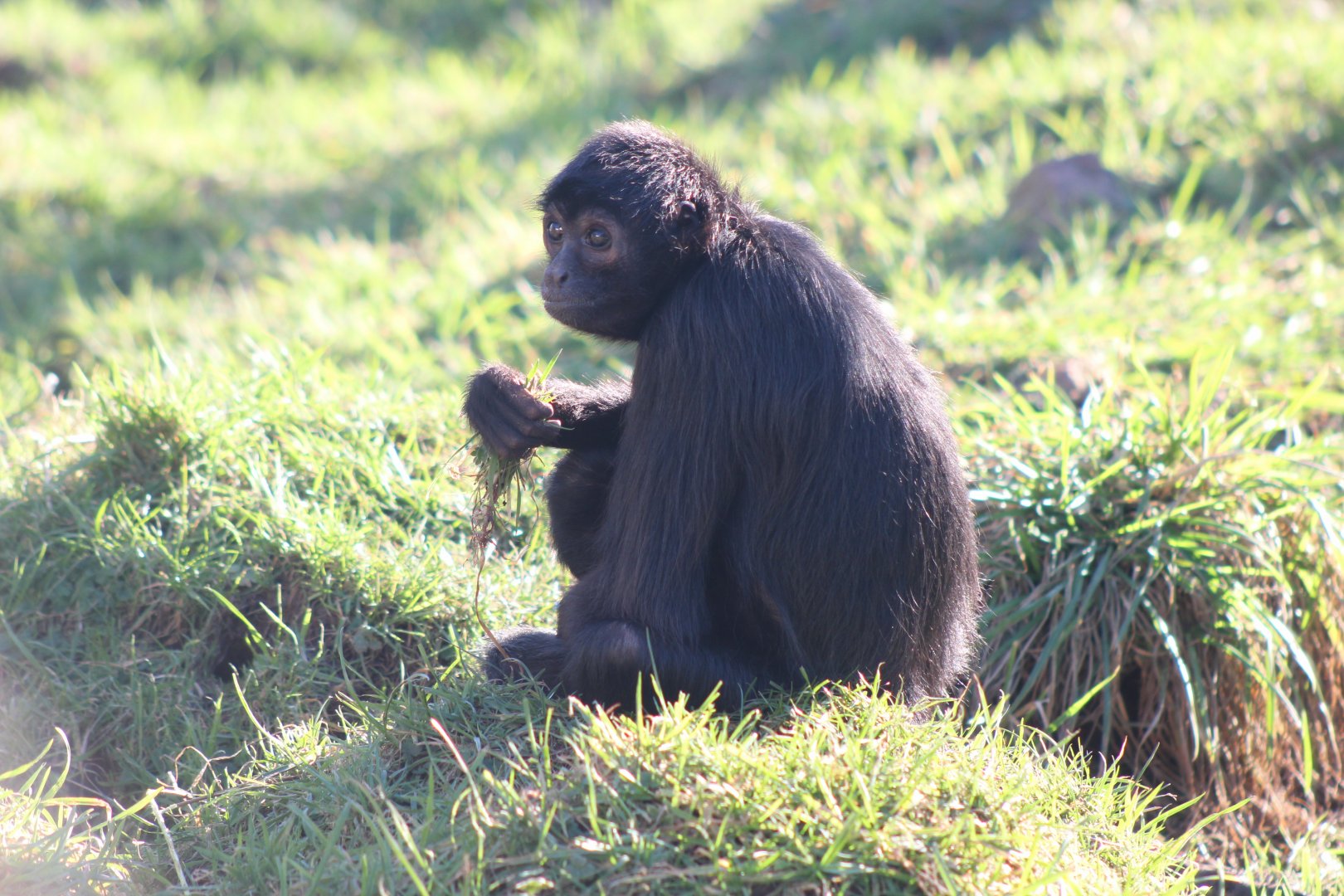 Colombian Spider Monkey