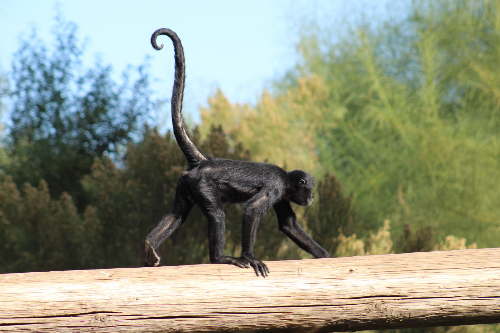 Colombian Spider Monkey