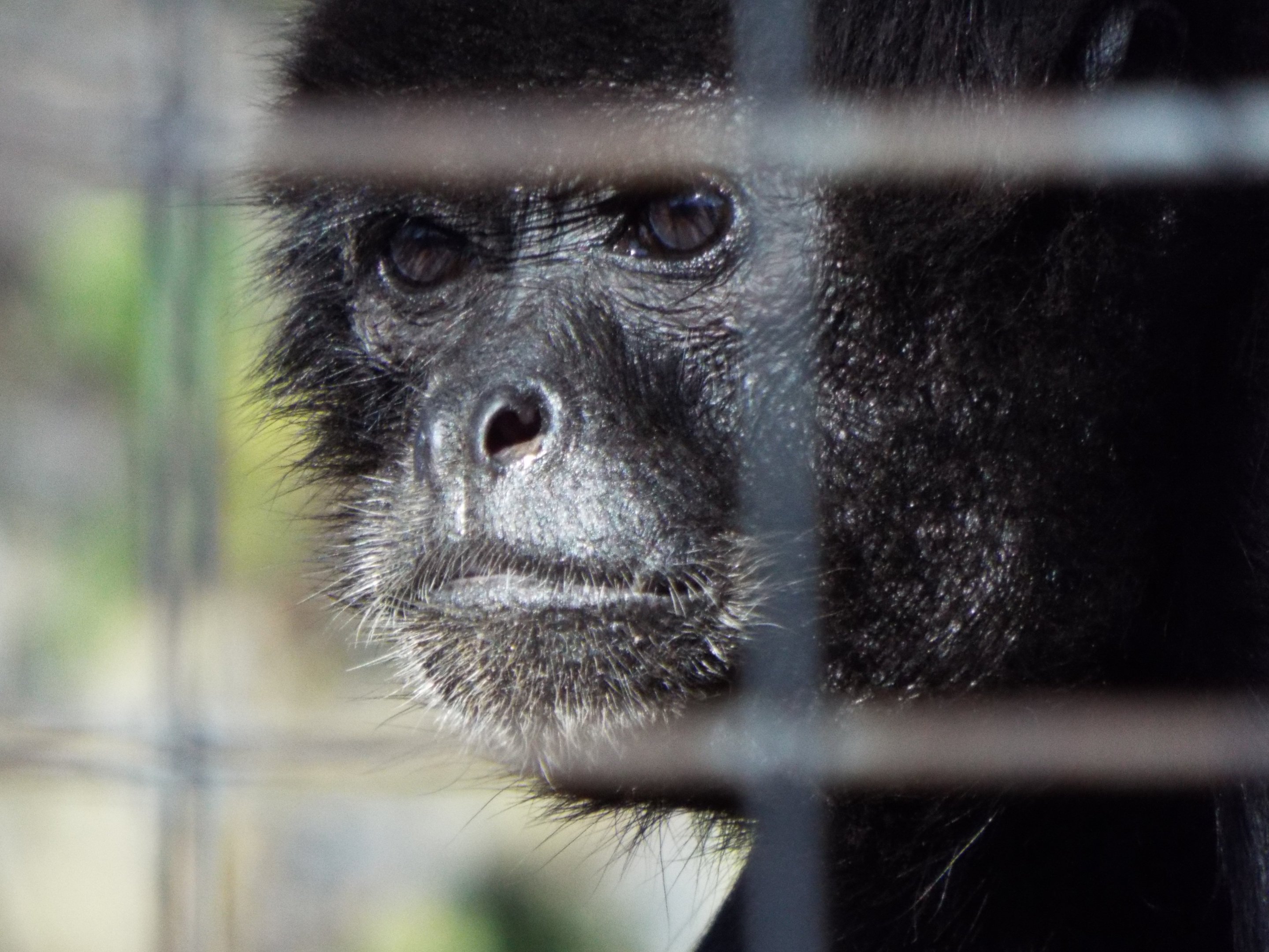 Colombian Spider Monkey