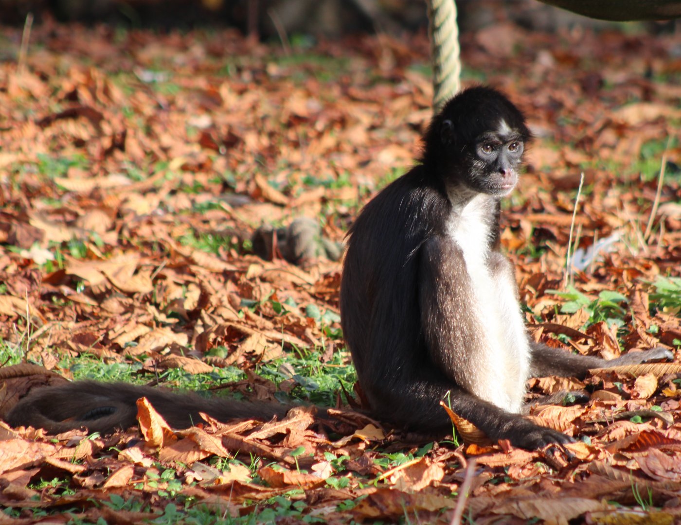 Colombian spider monkey