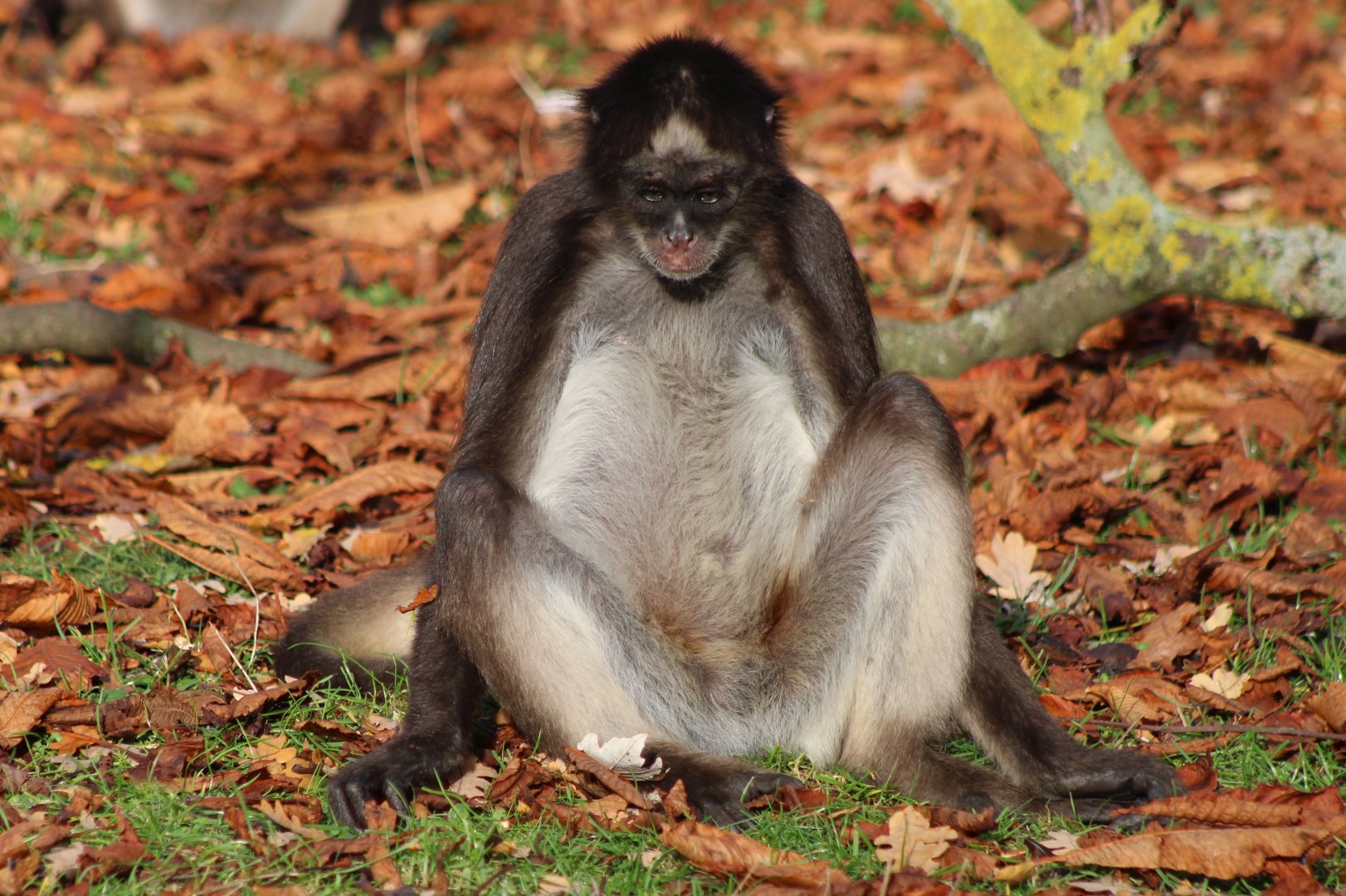 Colombian spider monkey