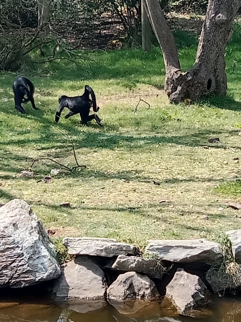 Colombian spider monkey.