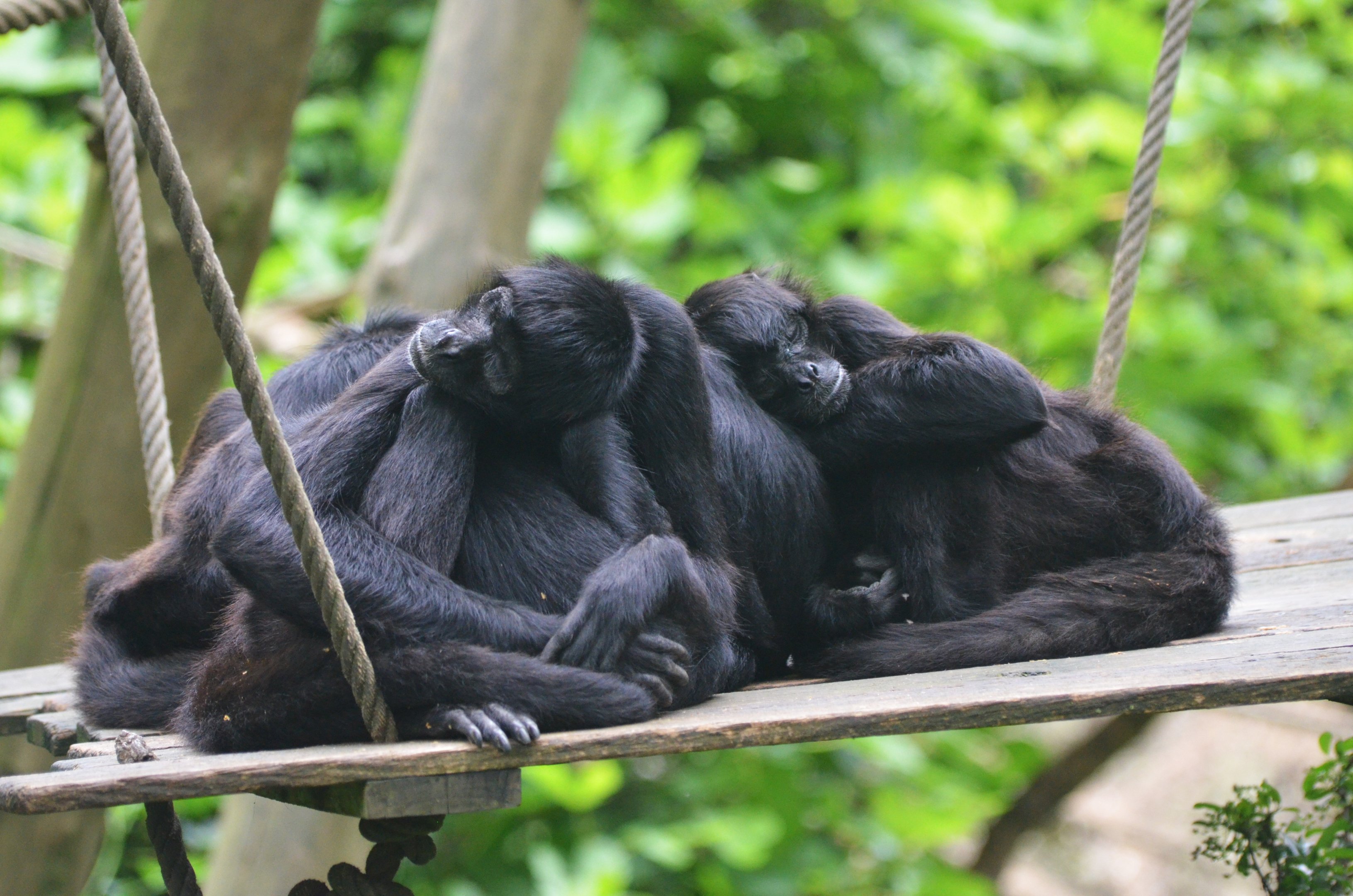Colombian Spider Monkeys at Doué-la-Fontaine, 15/06/18