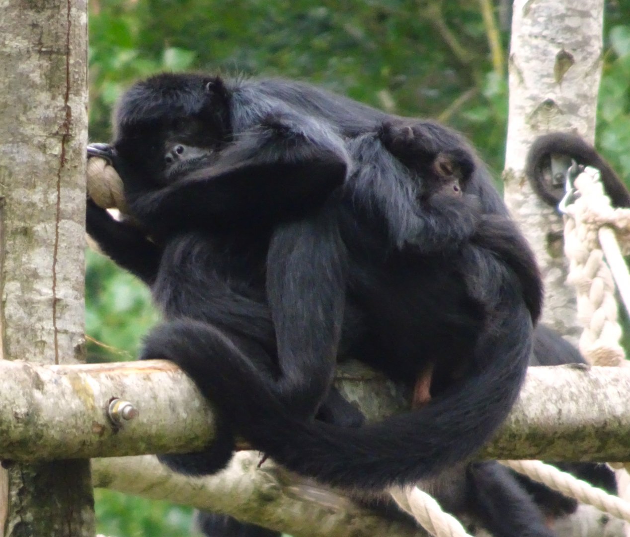 Colombian Spider Monkeys  Blackpool Zoo 13 July 2025