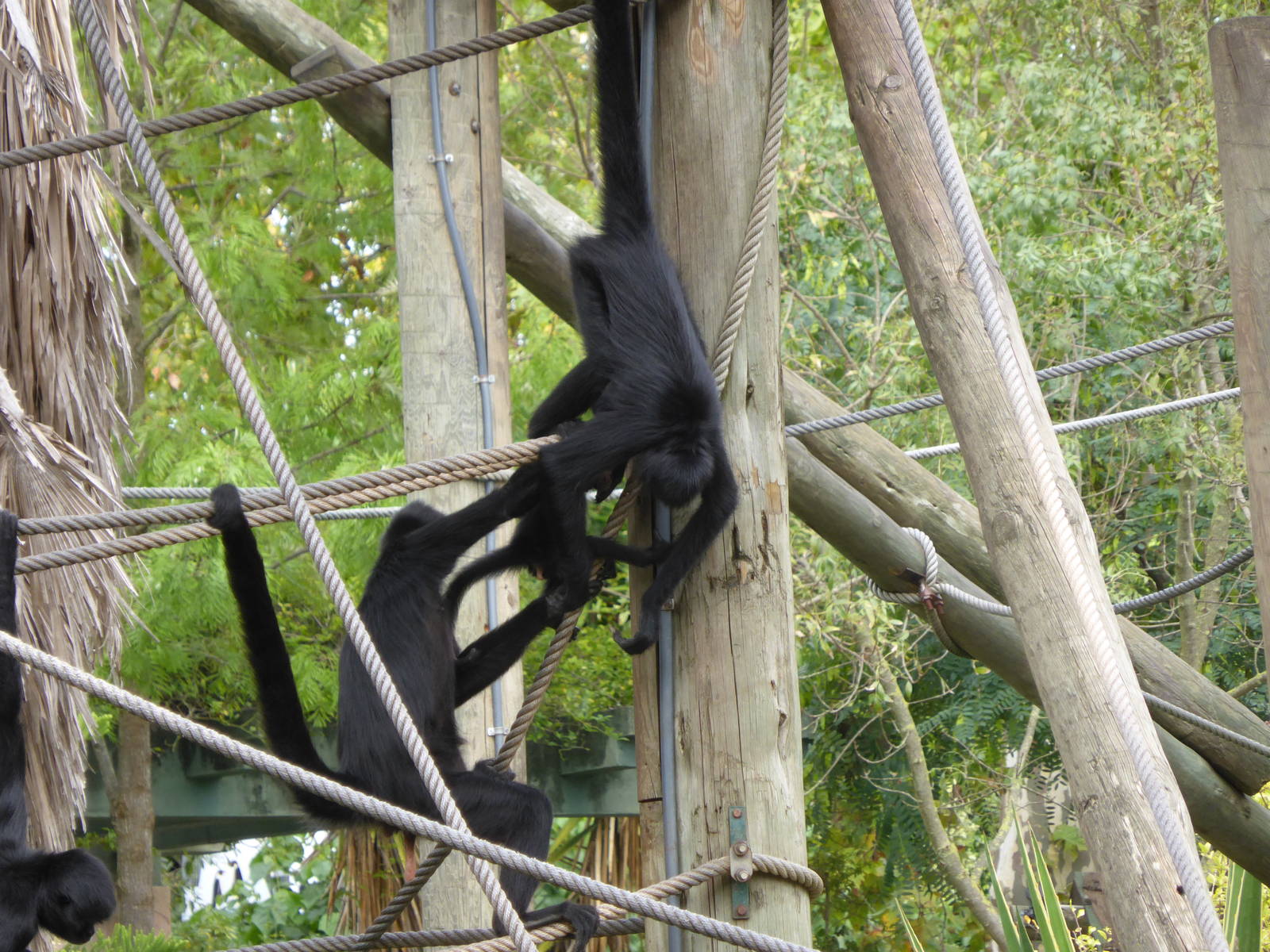 Colombian spider monkeys , including baby .
