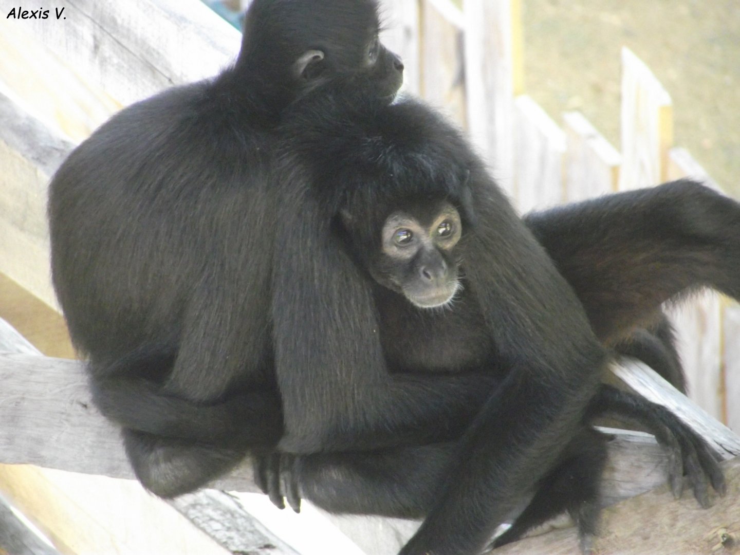 Colombian Spider Monkeys - Zooparc de Beauval, 28/06/2025