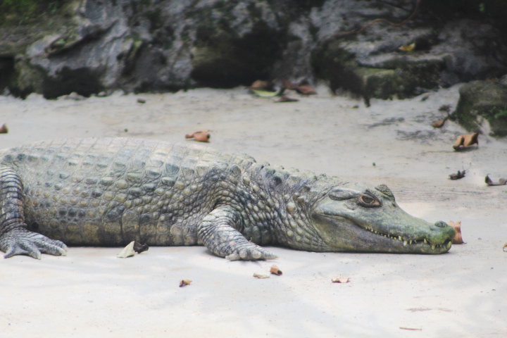Colombian spotted caiman (Caiman crocodilus crocodilus) - Batu Ekonomis Park