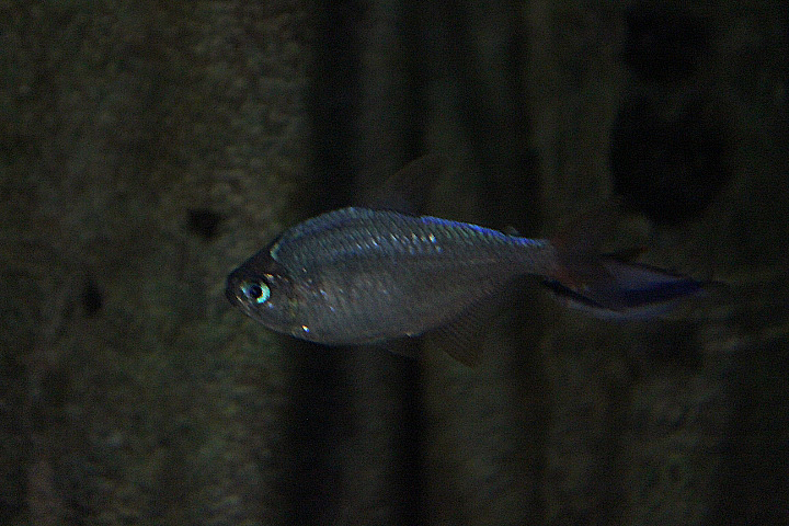 Colombian tetra (Hyphessobrycon columbianus) - Jendela Alam Bandung