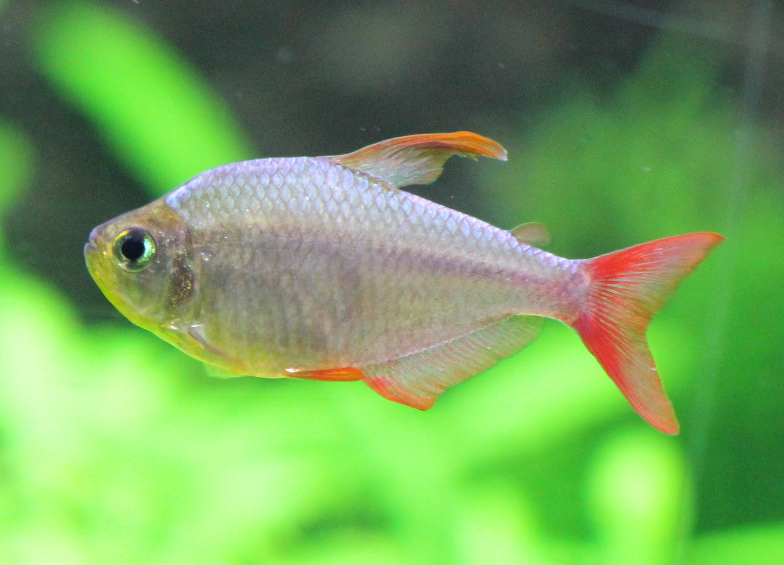 Colombian tetra