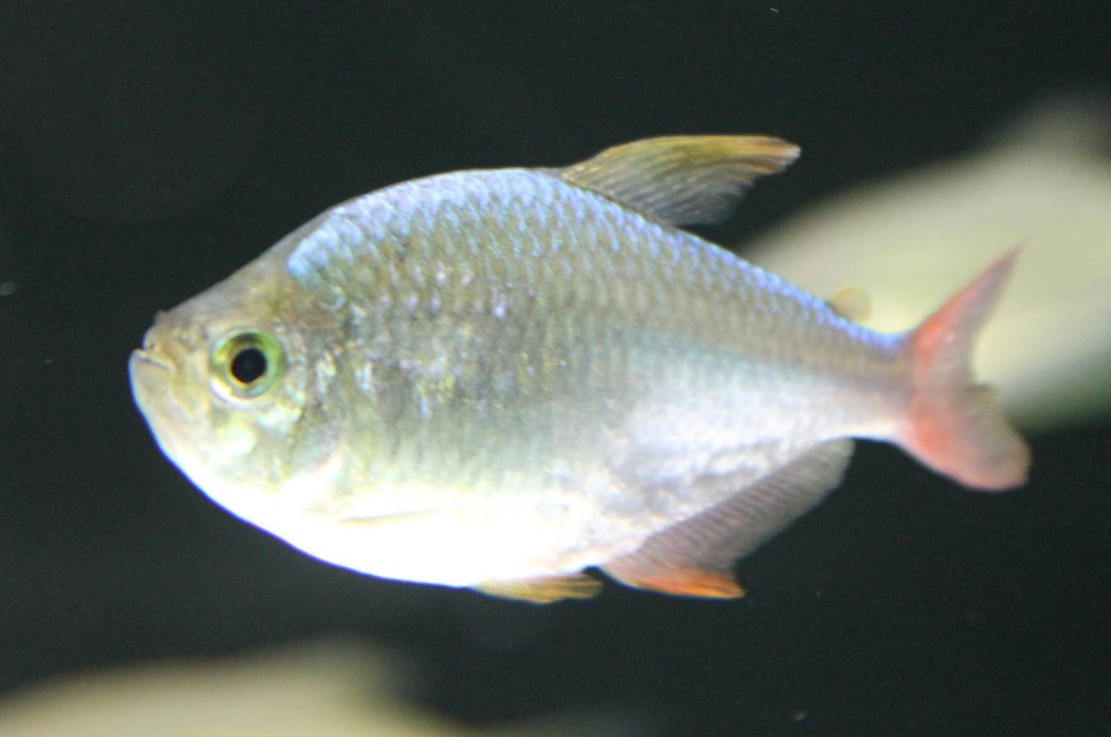 Colombian tetra
