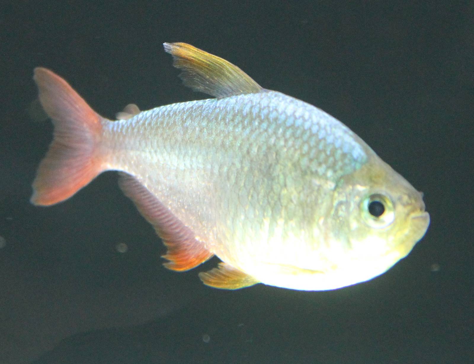 Colombian tetra
