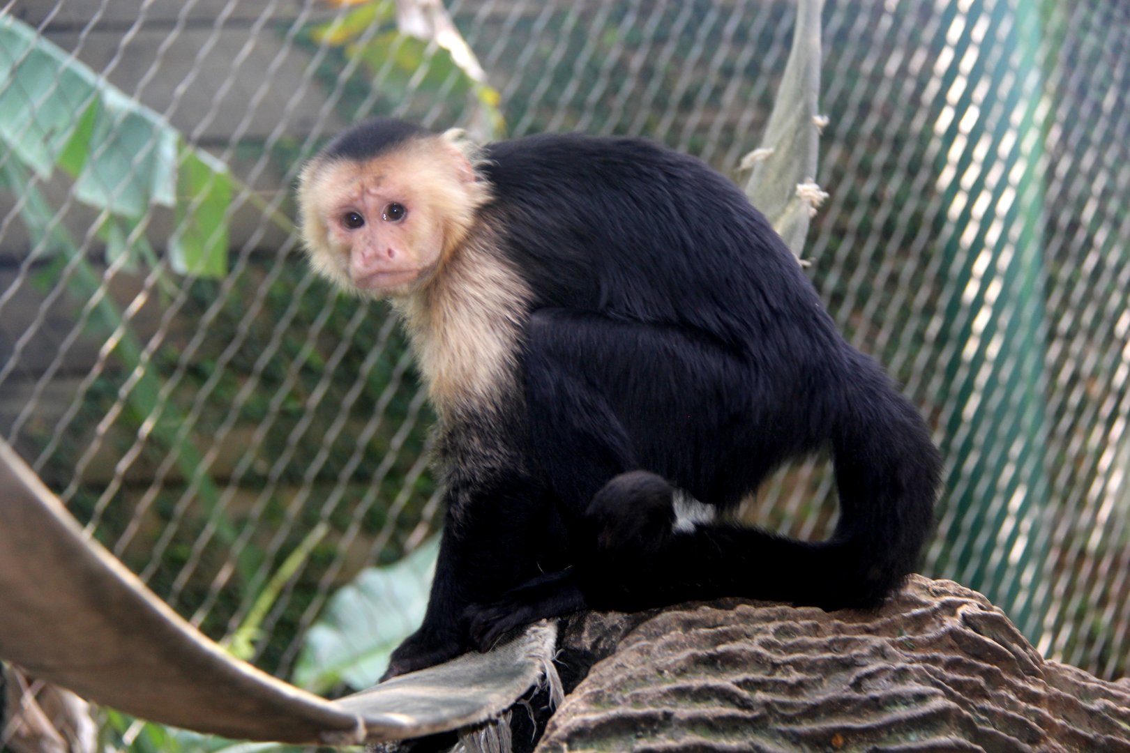 Colombian white-faced capuchin (Cebus capucinus)
