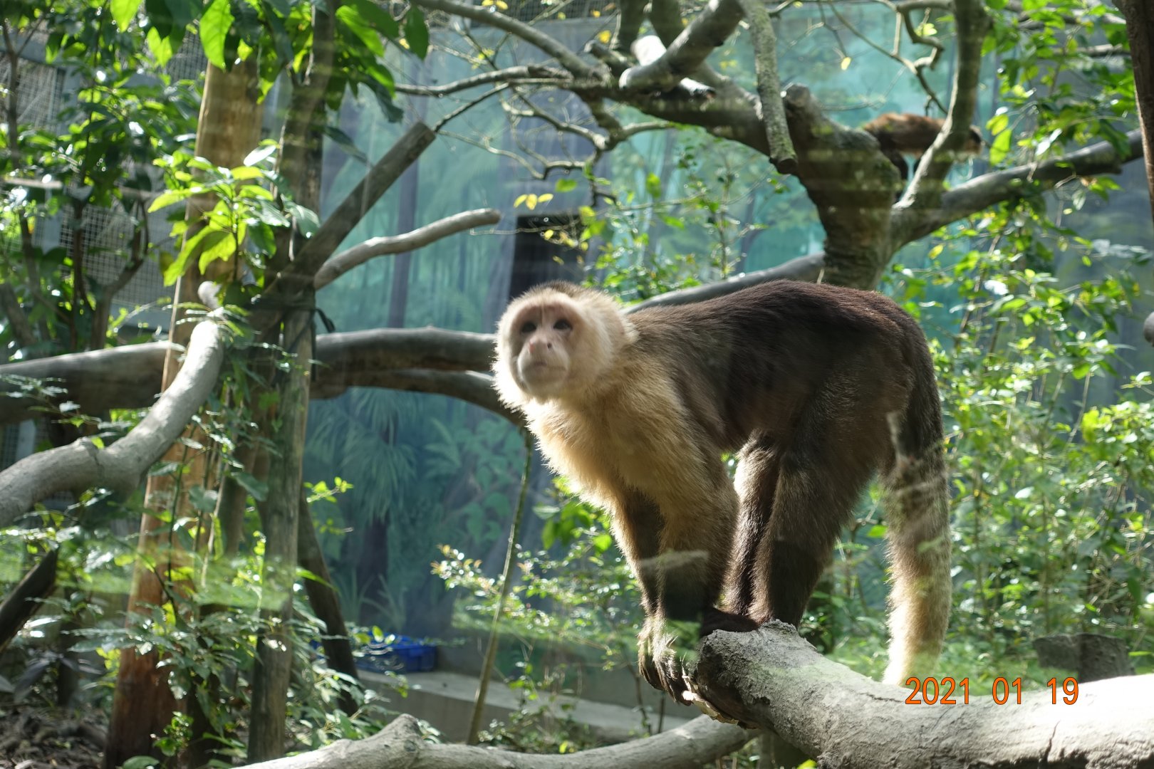 Colombian White-faced Capuchin (Cebus capucinus)